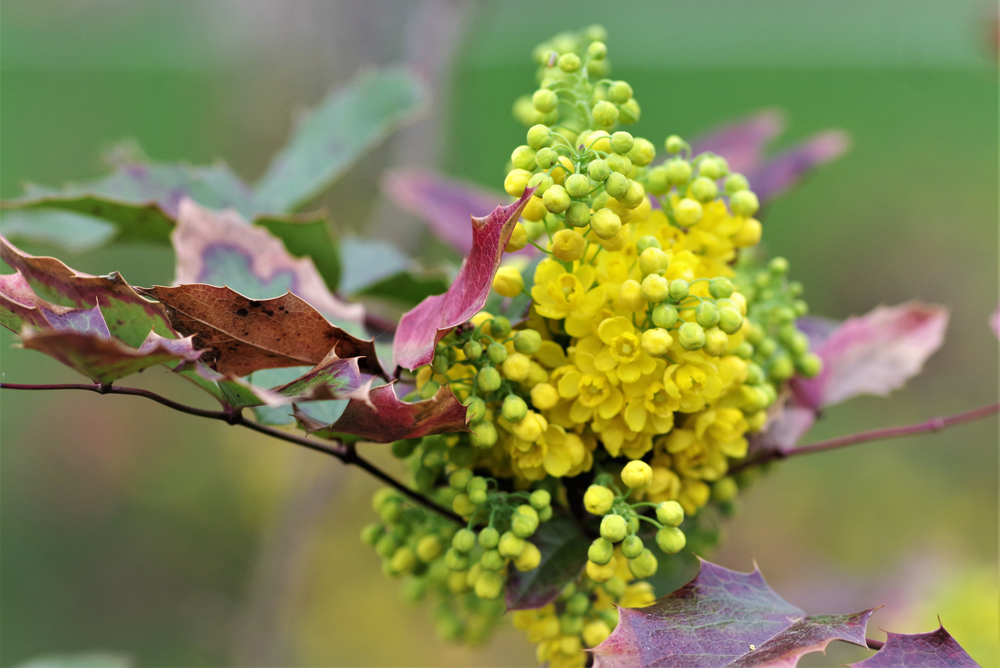 Pentax smc D-FA 100mm F2.8 Macro WR sample photo. Spring flowers photography