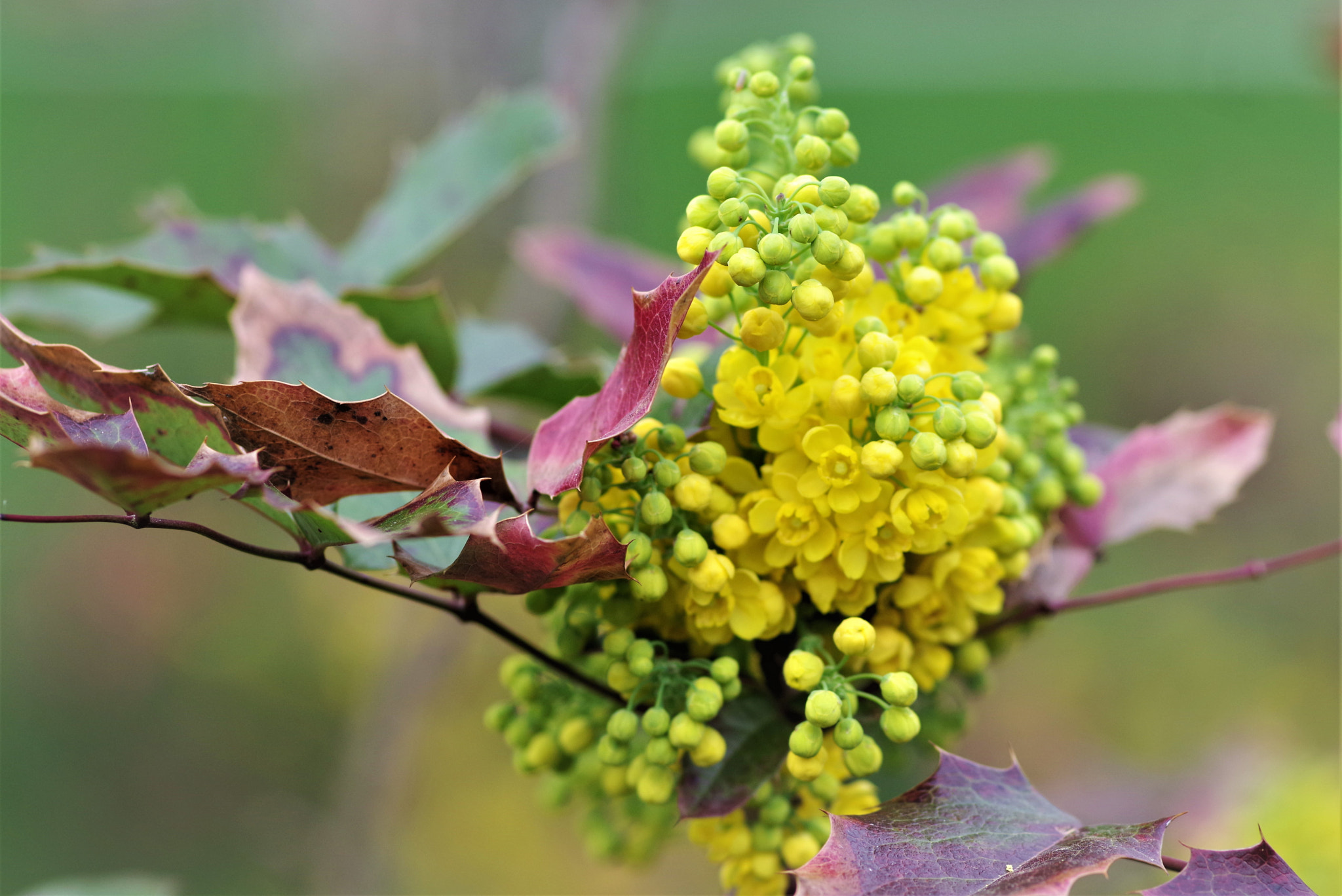 Pentax K-70 sample photo. Spring flowers photography