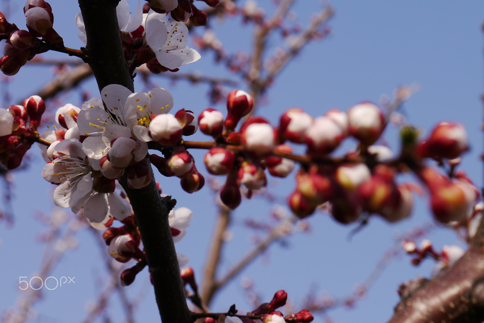Panasonic Lumix DMC-GX1 sample photo. Spring cherry blossoms, pink flowers. photography