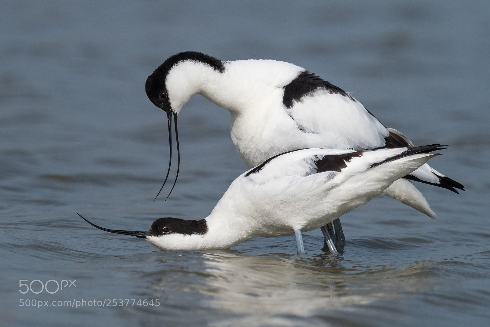 Olympus OM-D E-M1 Mark II sample photo. Pied avocet recurvirostra avosetta photography