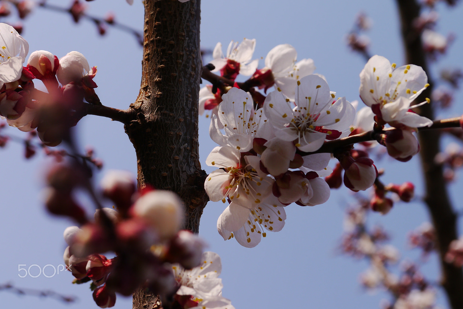 Panasonic Lumix DMC-GX1 sample photo. Spring cherry blossoms, pink flowers. photography