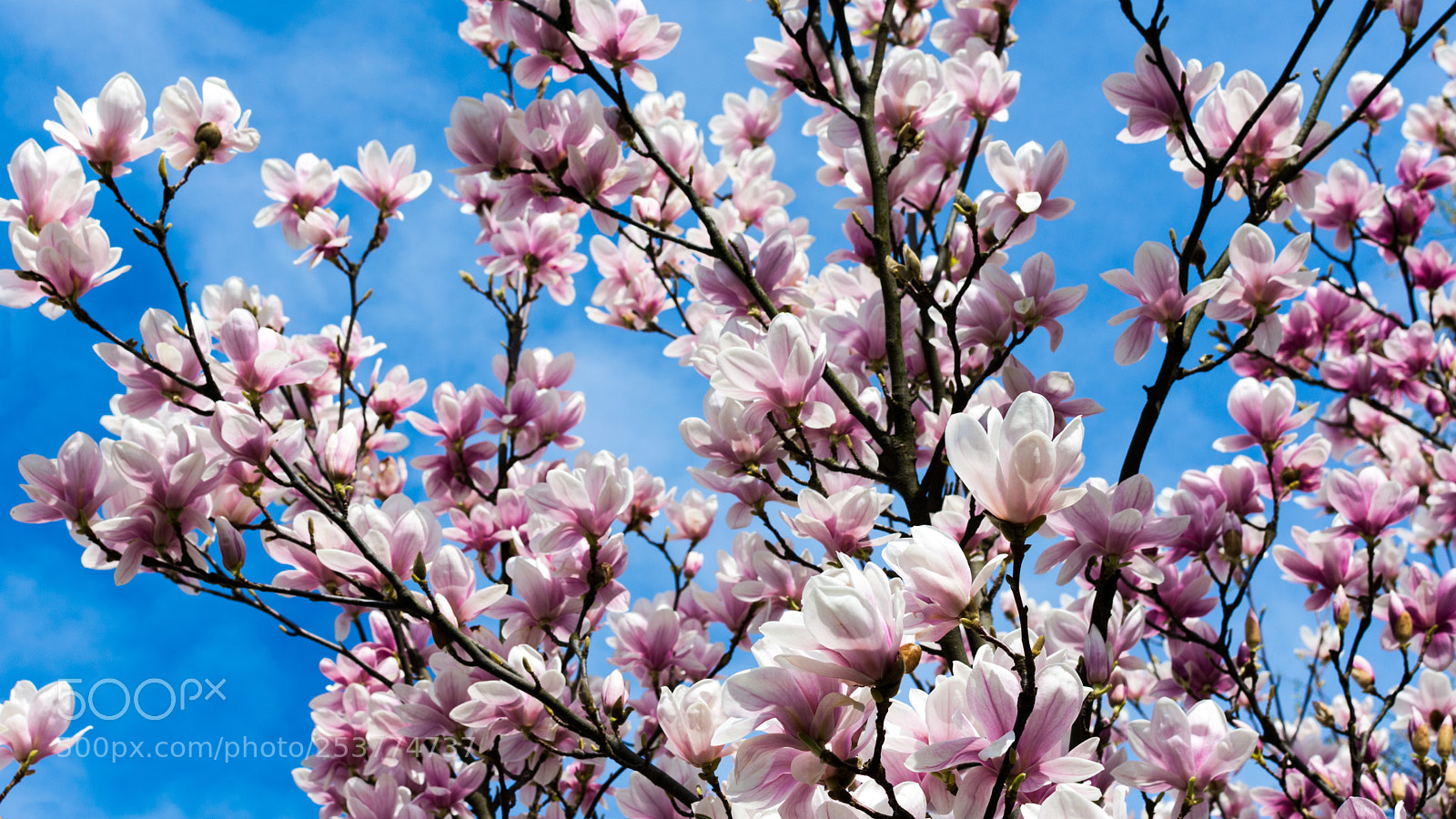 Nikon D7200 sample photo. Magnolia photography