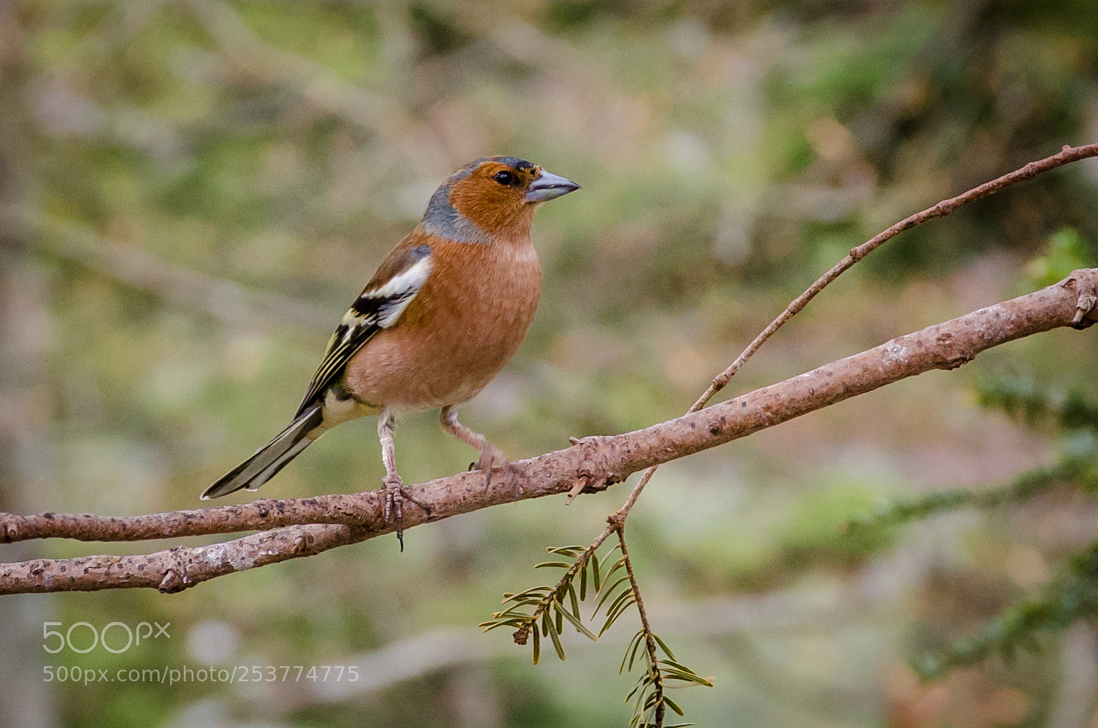 Nikon D7000 sample photo. Buchfink/chaffinch photography
