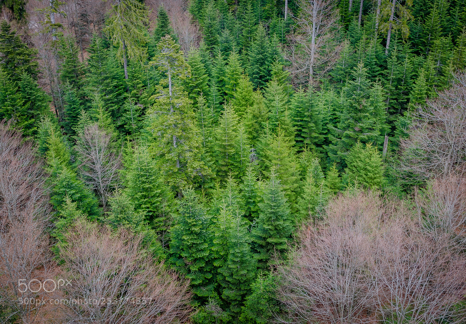 Nikon D7000 sample photo. Black forest photography
