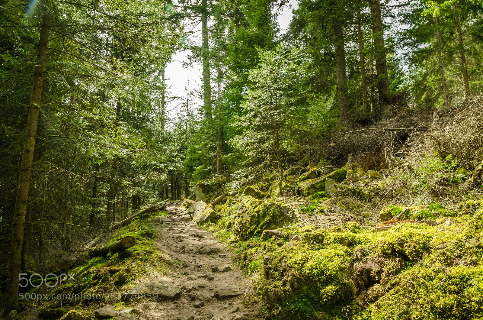 Nikon D7000 sample photo. Black forest path photography