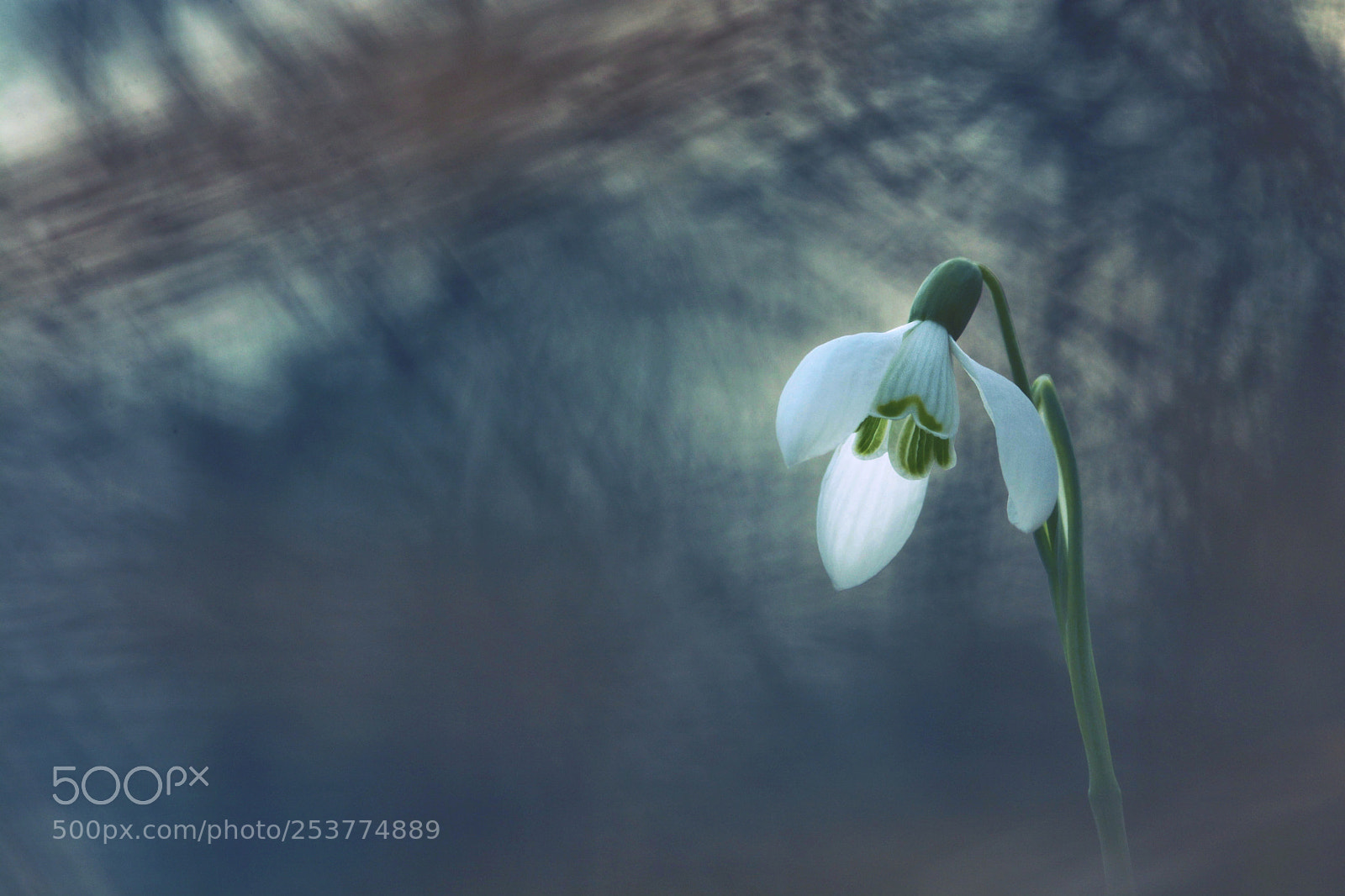 Nikon D7100 sample photo. Snowdrop photography