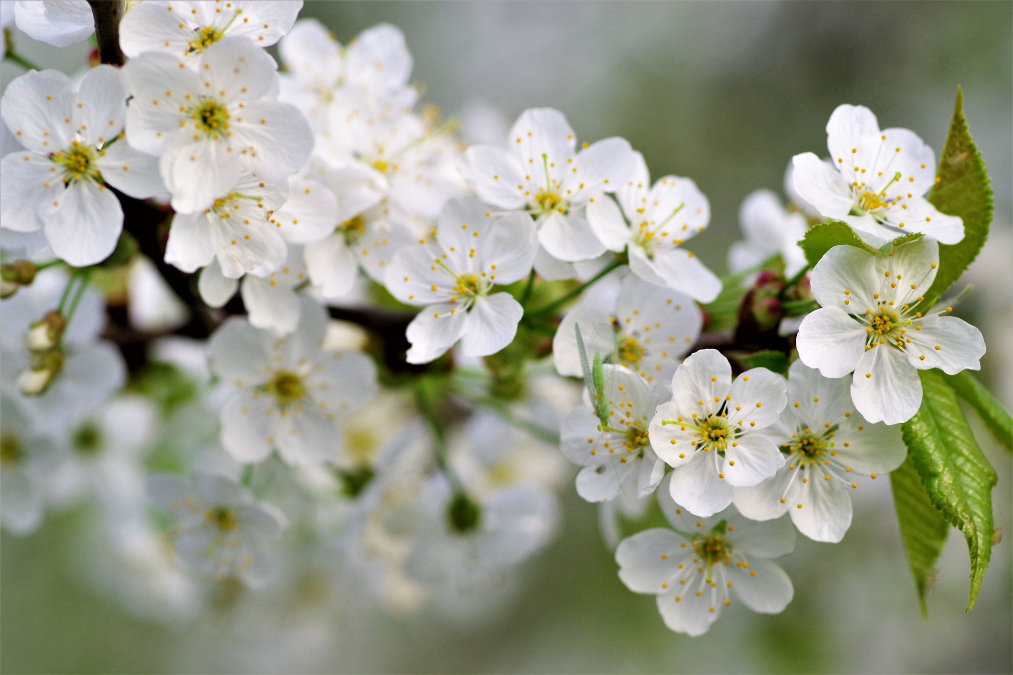 Pentax K-70 + Pentax smc D-FA 100mm F2.8 Macro WR sample photo. Flowering cherry photography