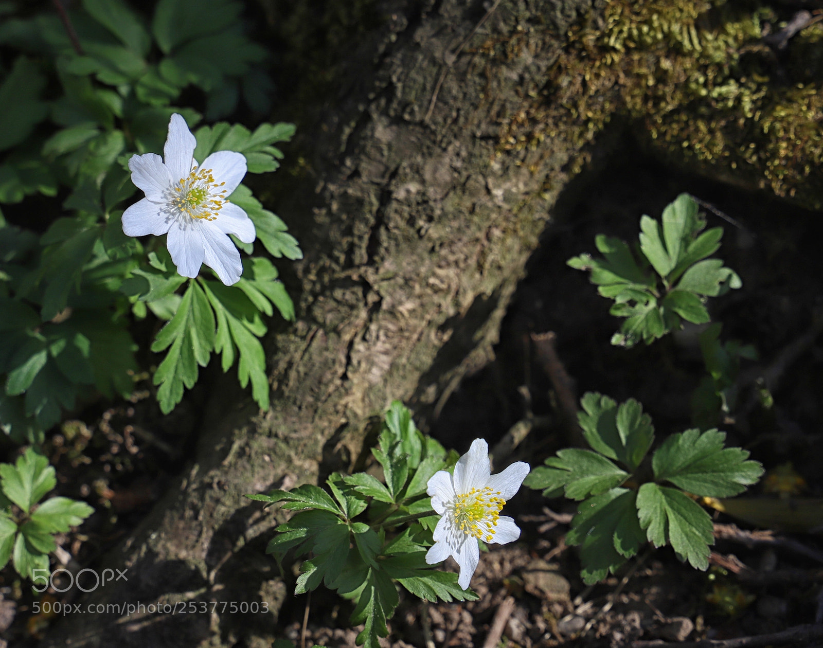 Canon EOS 6D Mark II sample photo. Hidden beauty photography