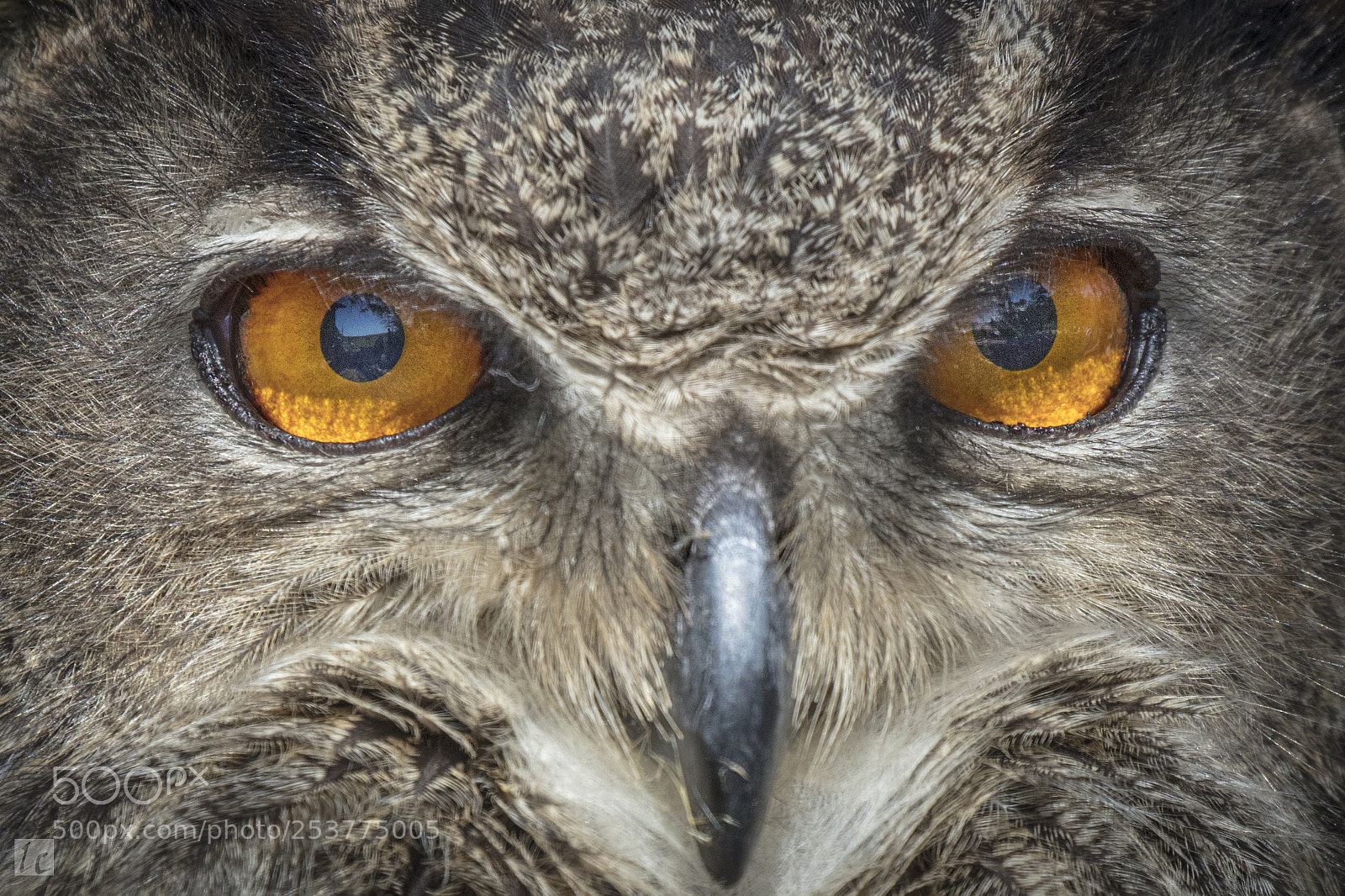 Canon EOS 5DS R sample photo. Eyes (eurasian eagle owl) photography