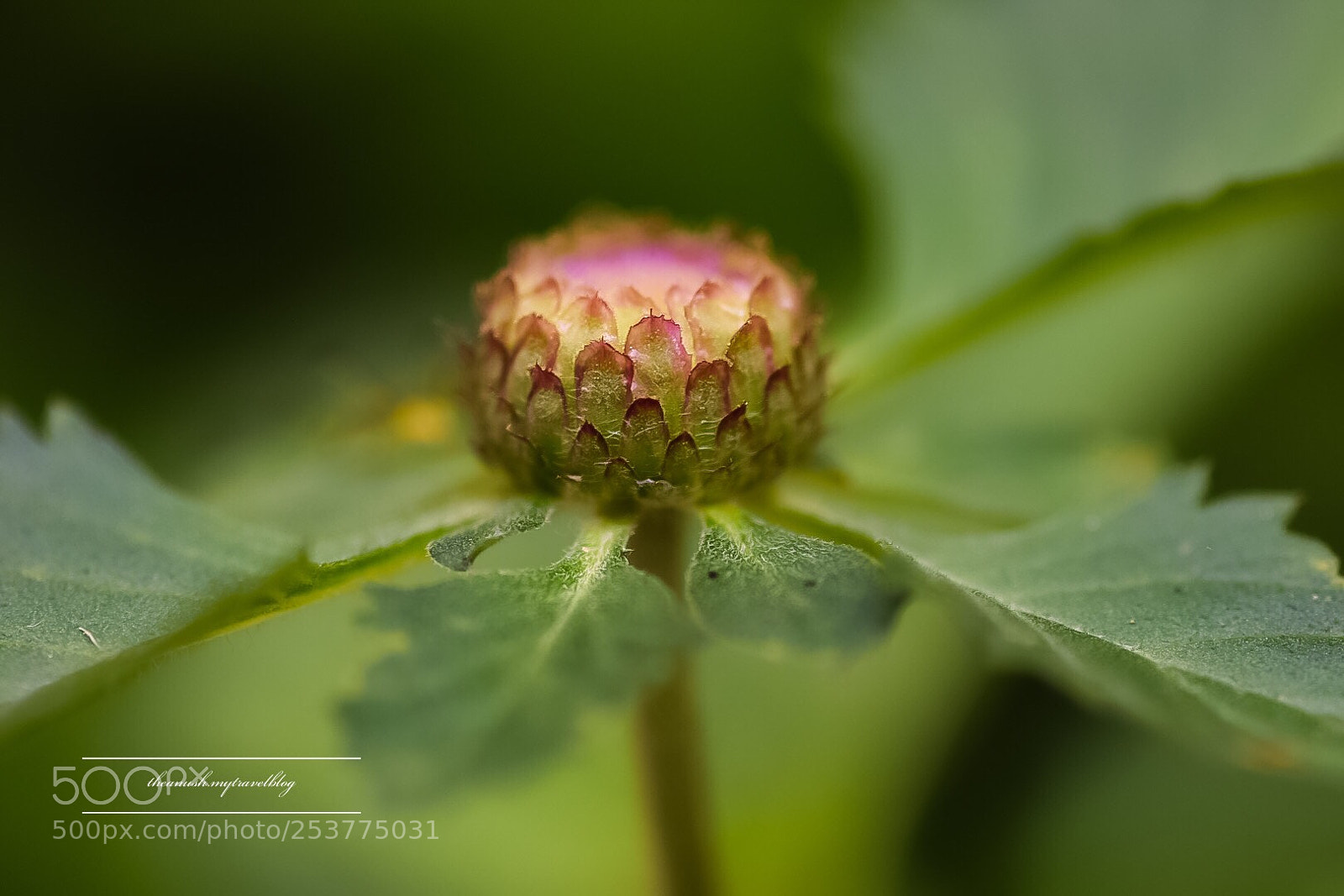 Nikon D7200 sample photo. Nature photography