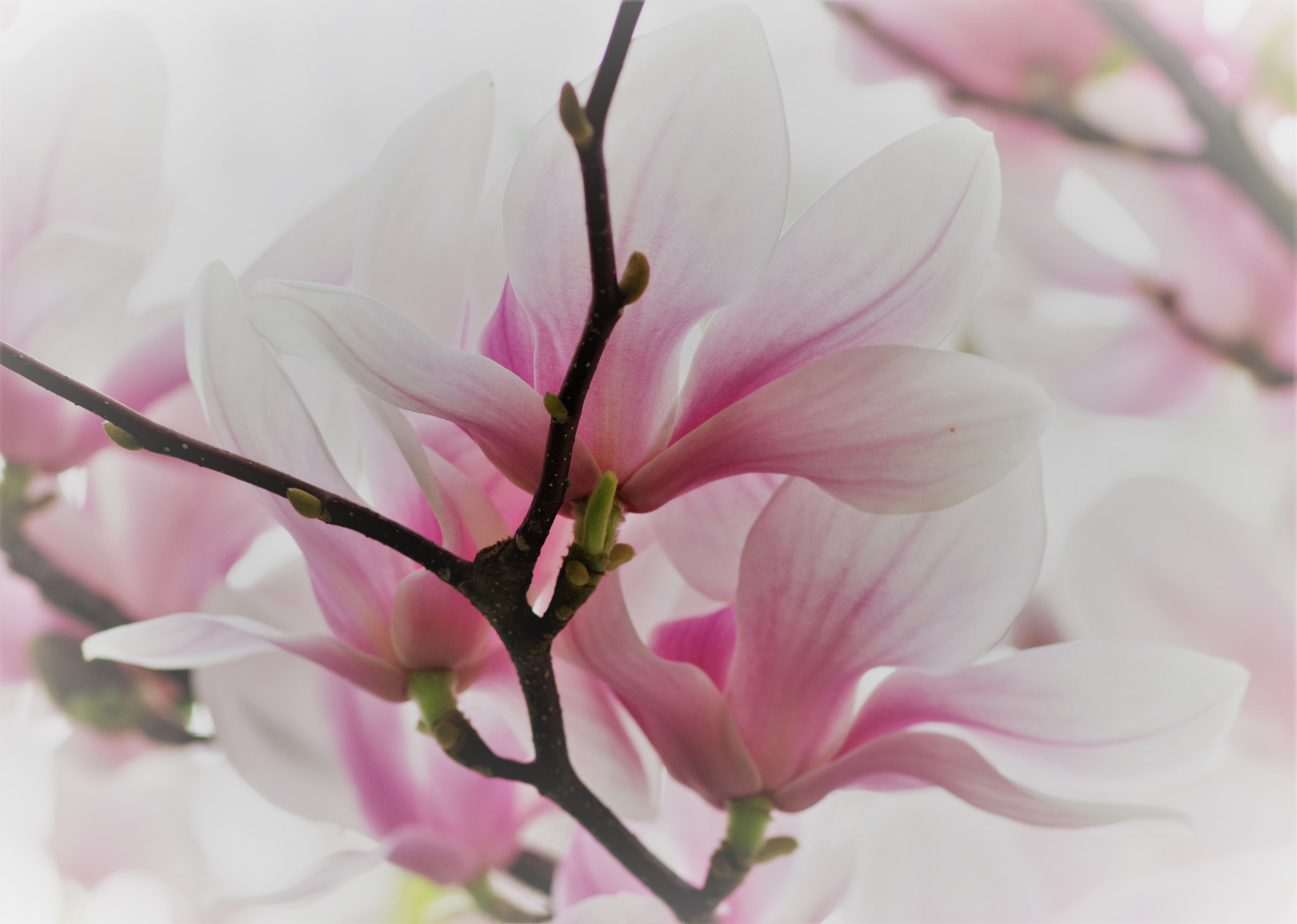 Pentax smc D-FA 100mm F2.8 Macro WR sample photo. Magnolie photography