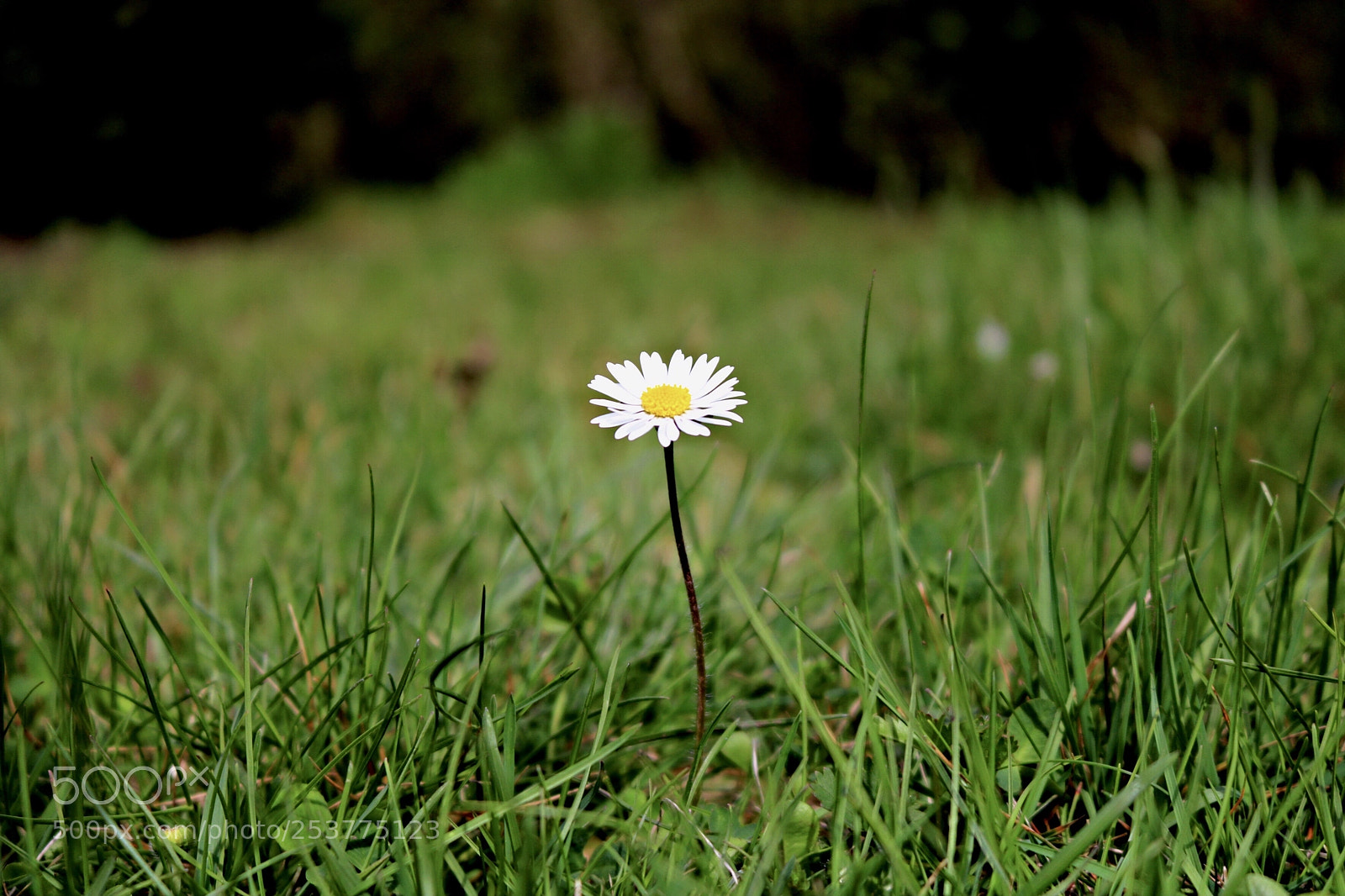 Canon EOS 750D (EOS Rebel T6i / EOS Kiss X8i) sample photo. Untitled photography