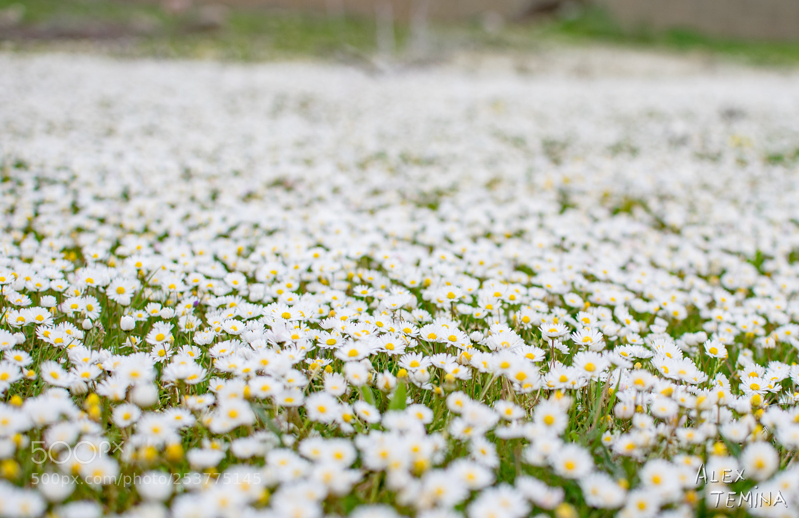 Nikon D5300 sample photo. They are billions photography