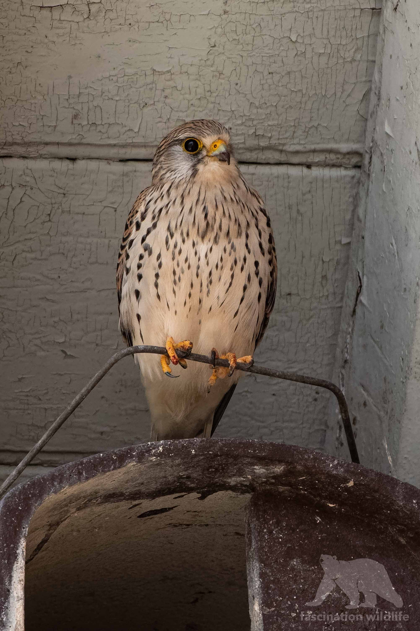 Nikon D850 sample photo. European kestrel photography