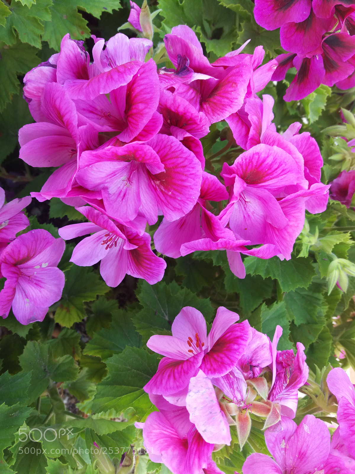 Samsung Galaxy J5(2016) sample photo. Untitled photography