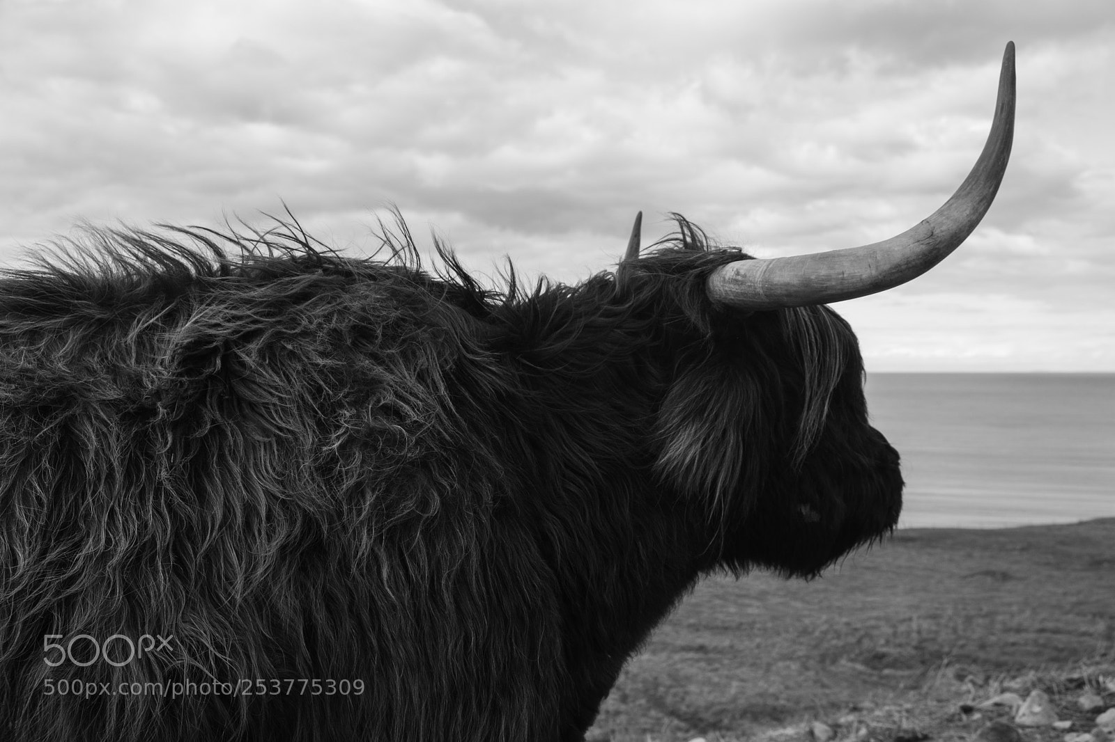 Fujifilm X-T2 sample photo. Highlands cattle photography