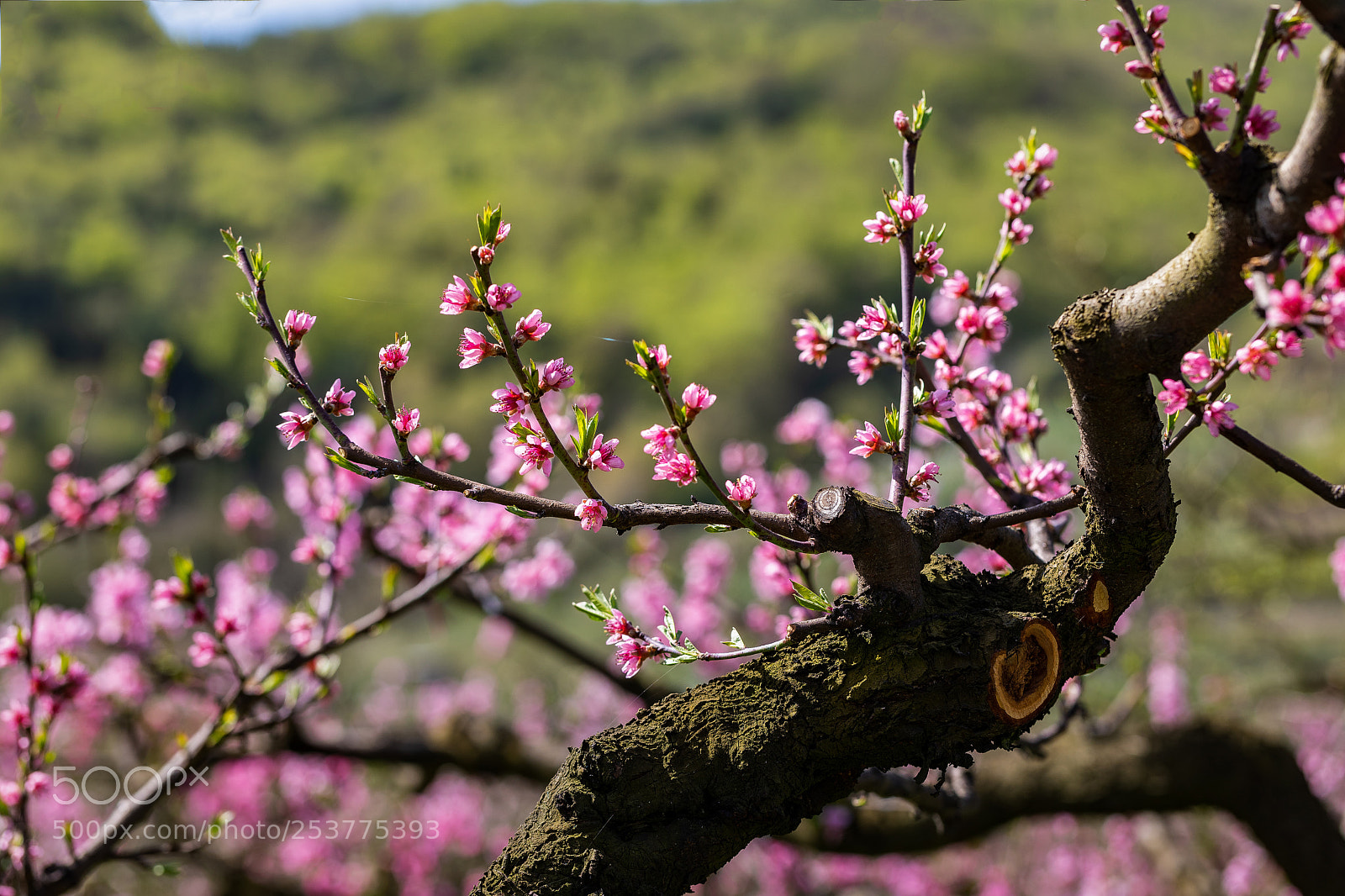 Canon EOS 5D Mark IV sample photo. Springtime photography
