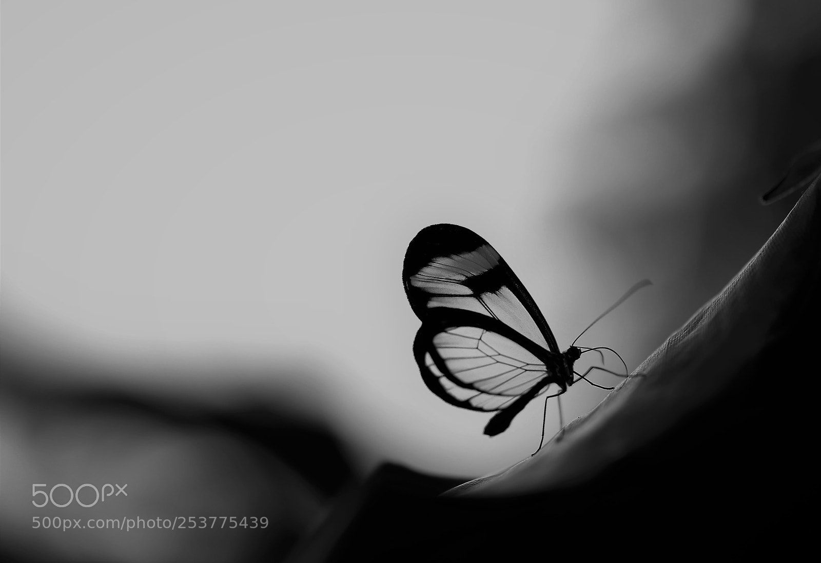Canon EOS 80D sample photo. Butterfly photography