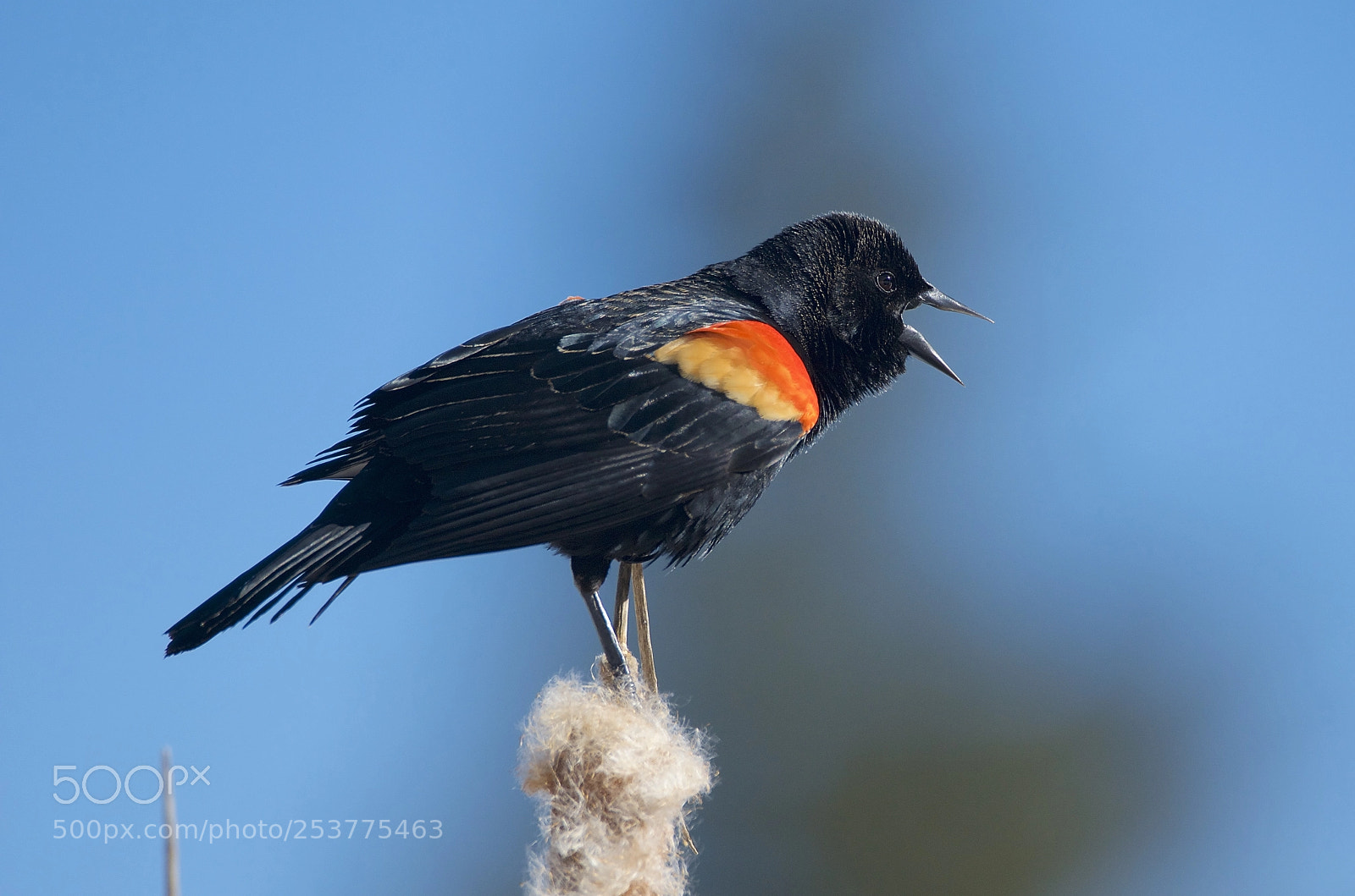 Nikon D7000 sample photo. Red winged blackbird dsc photography