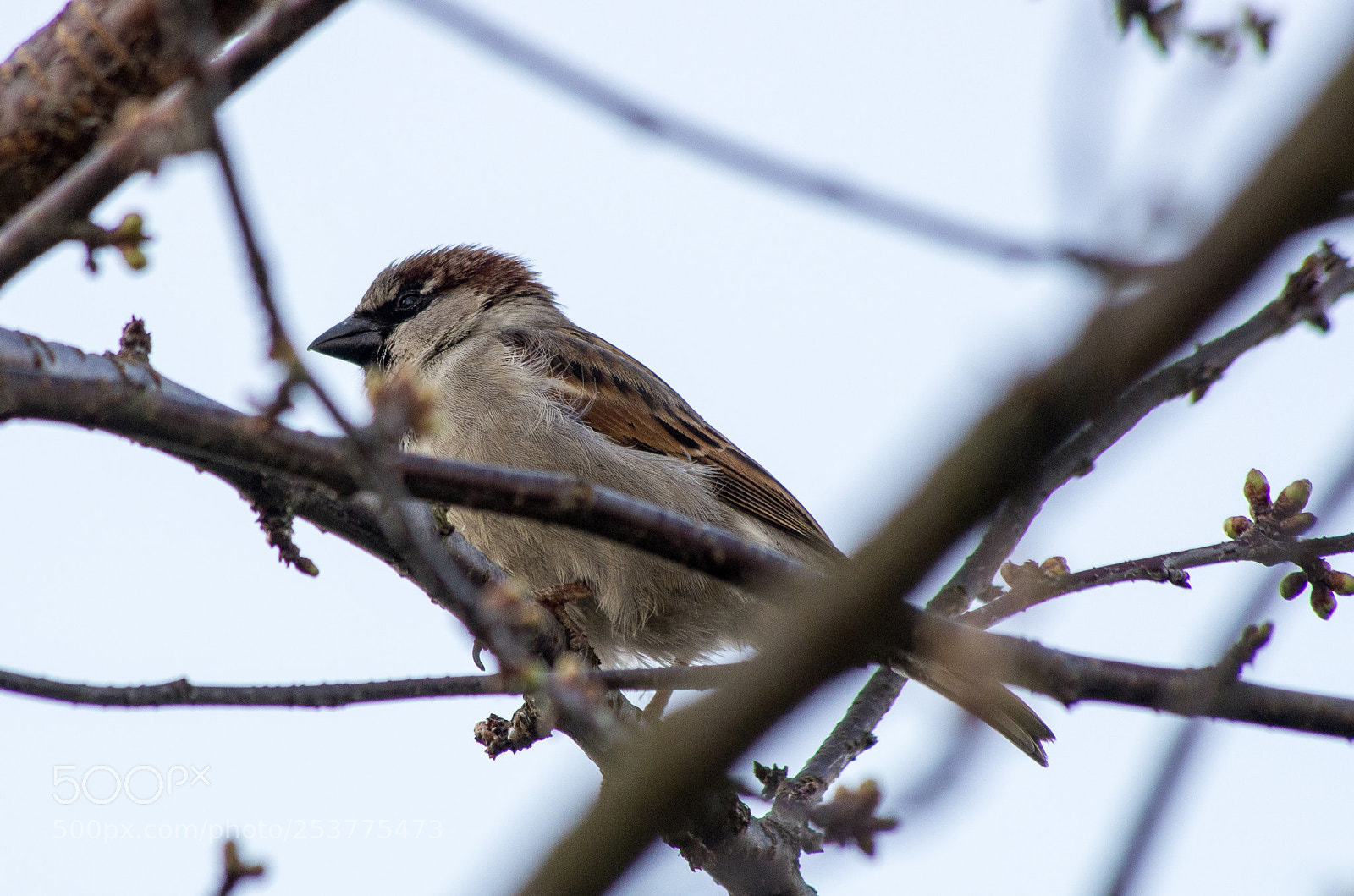 Pentax K-5 sample photo. Sparrow photography