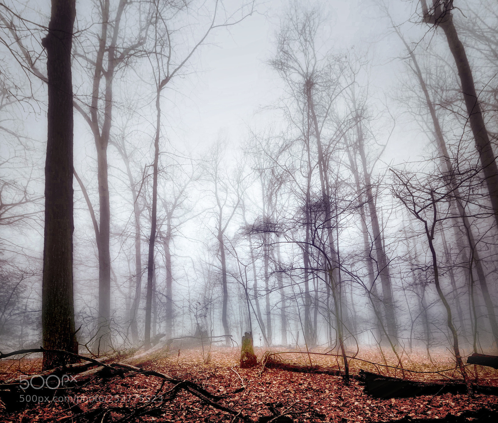 Canon EOS 5D Mark II sample photo. Bare trees; gray light photography