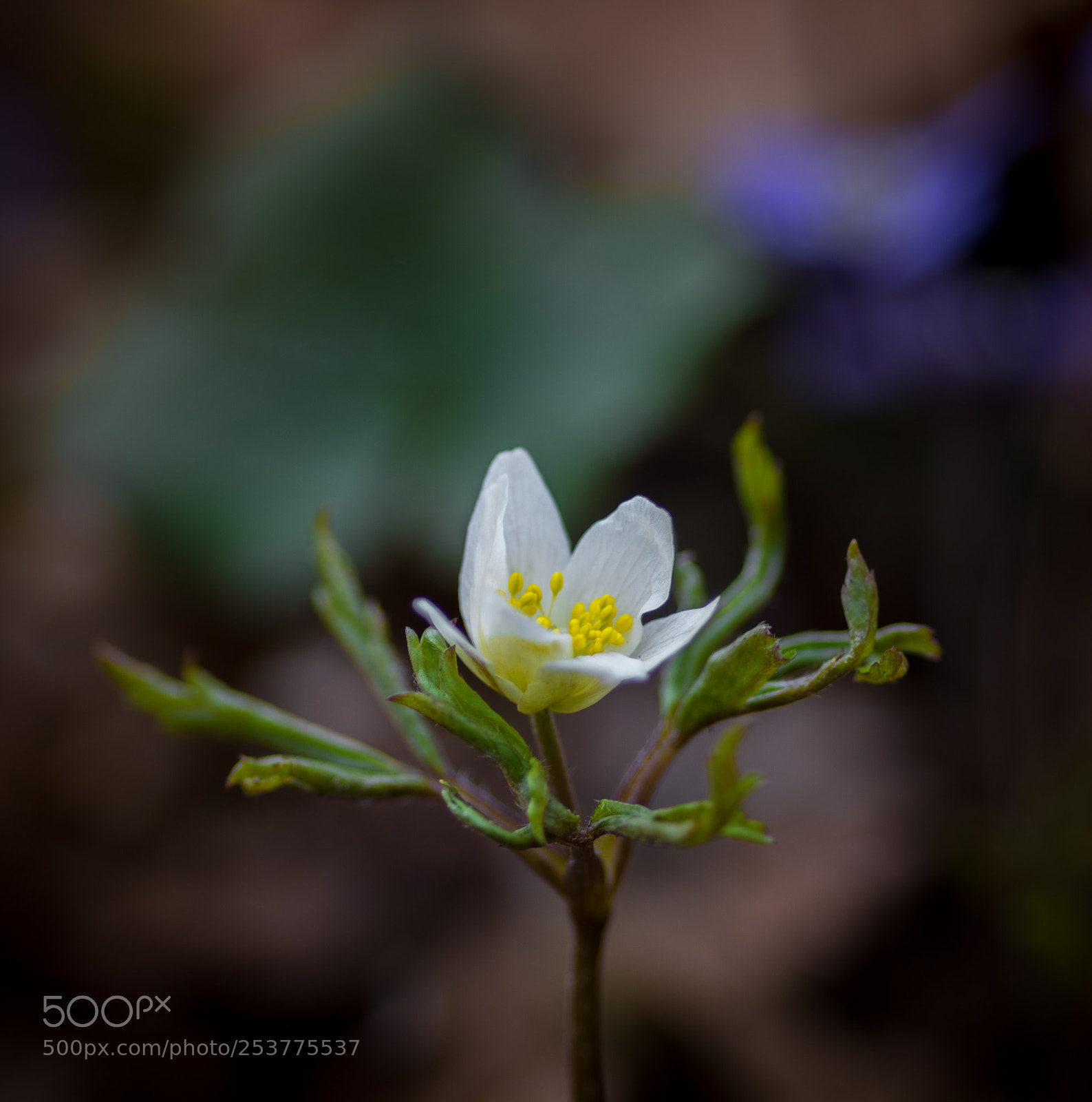 Nikon D7100 sample photo. Wood anemone photography