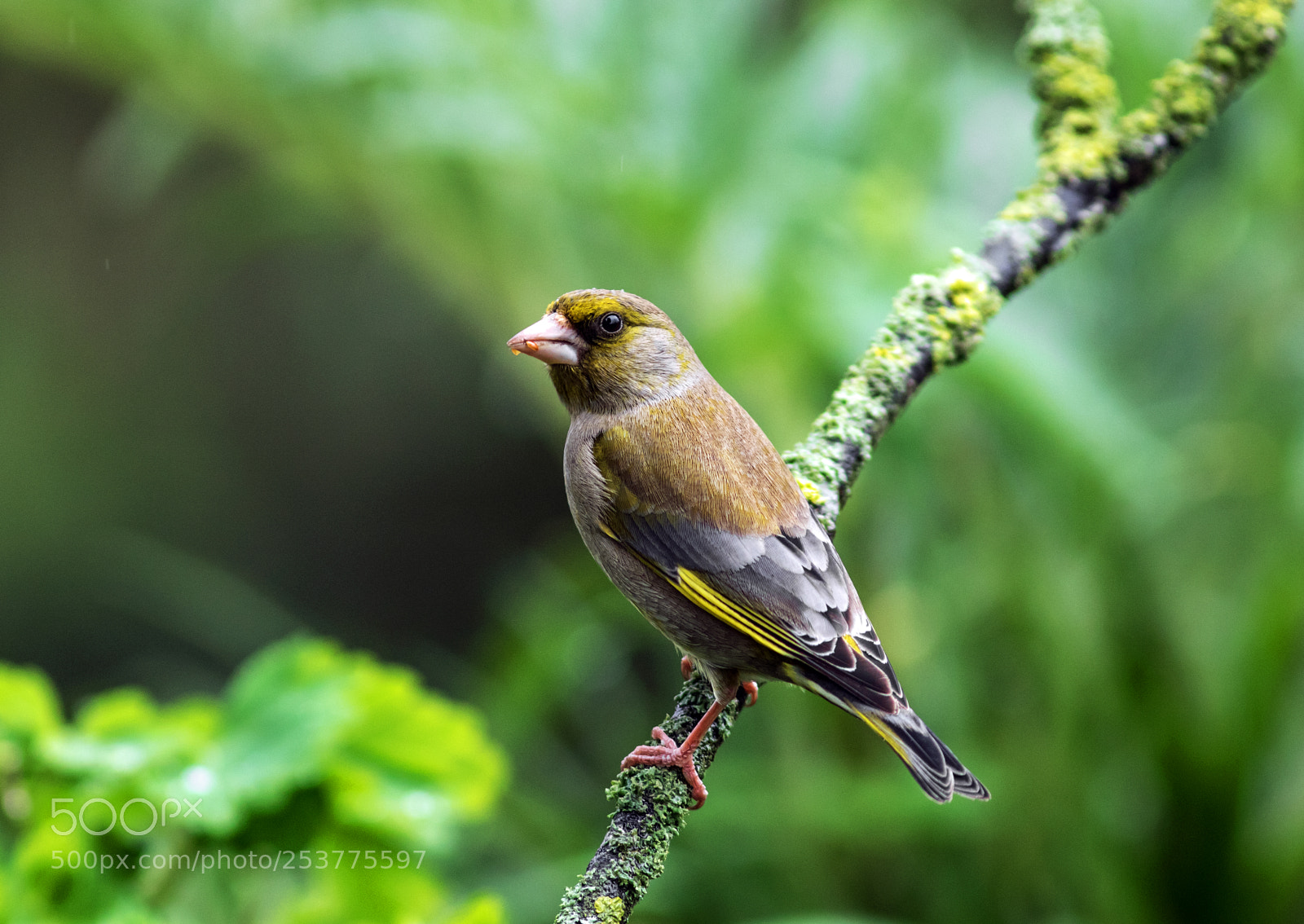 Canon EOS 7D Mark II sample photo. Greenfinch photography