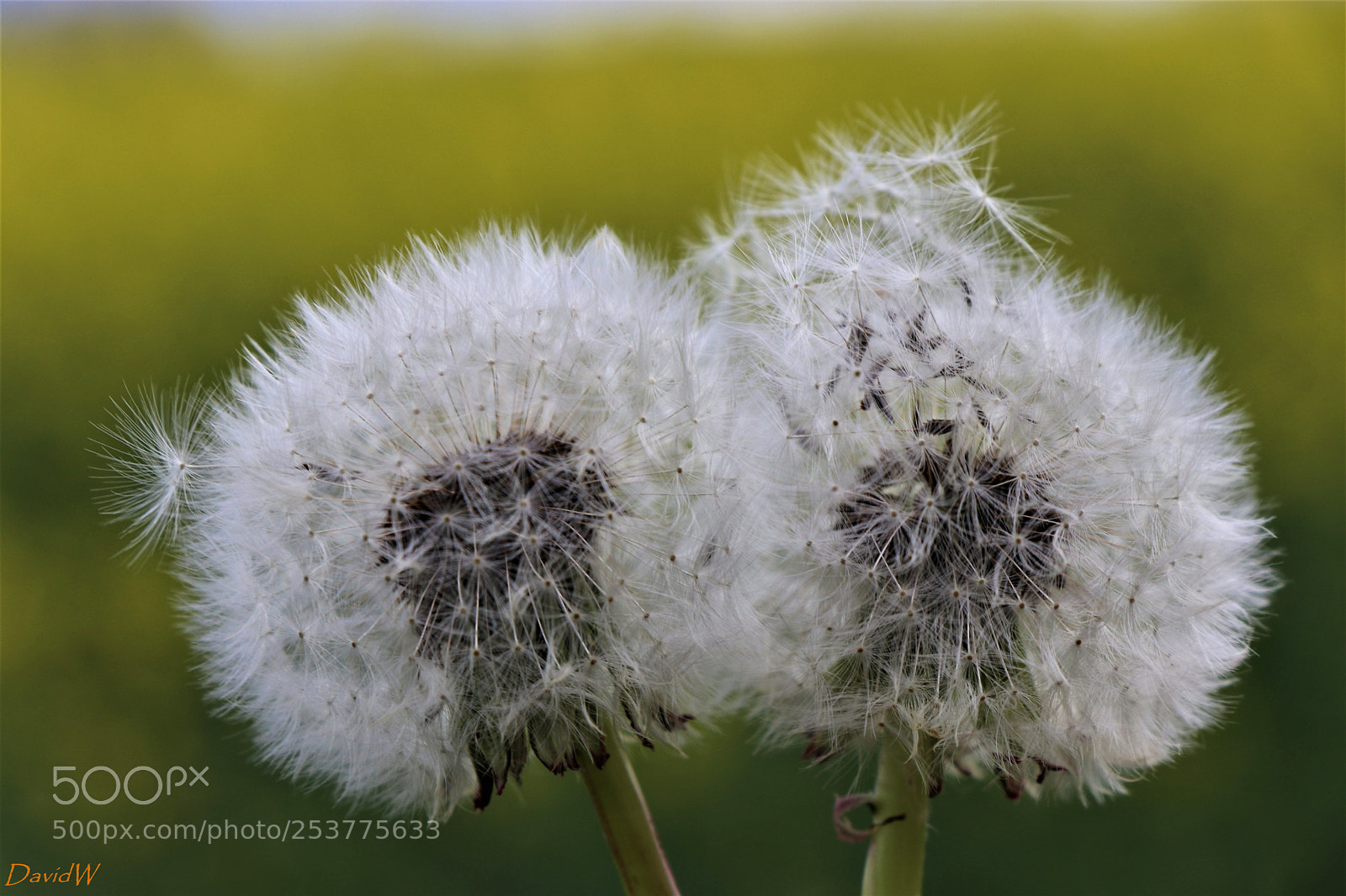 Canon EOS 80D sample photo. Union photography
