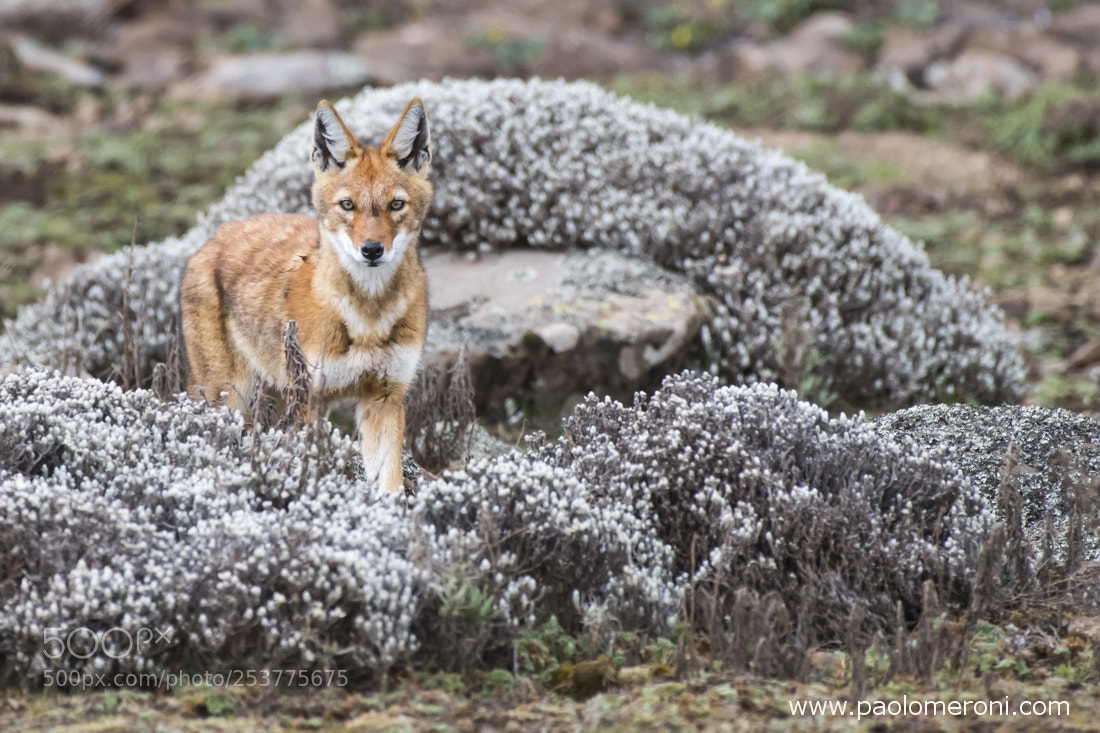 Nikon D850 sample photo. Ethiopian wolf - www.paolomeroni.com photography