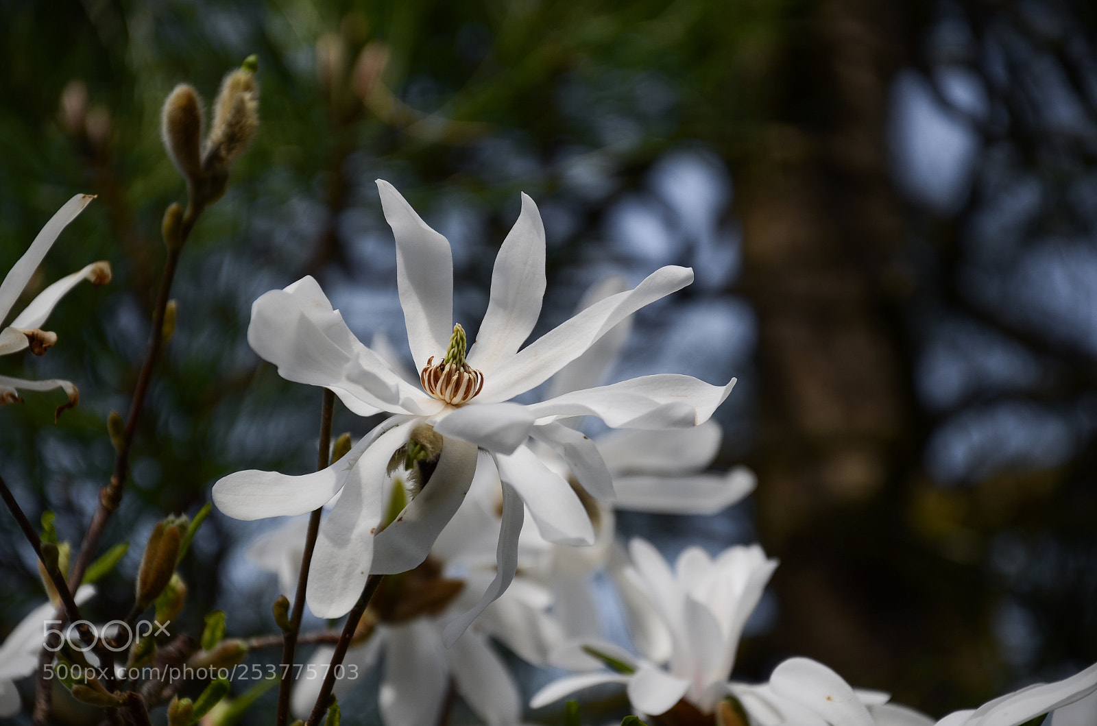 Nikon D7000 sample photo. Flower  photography