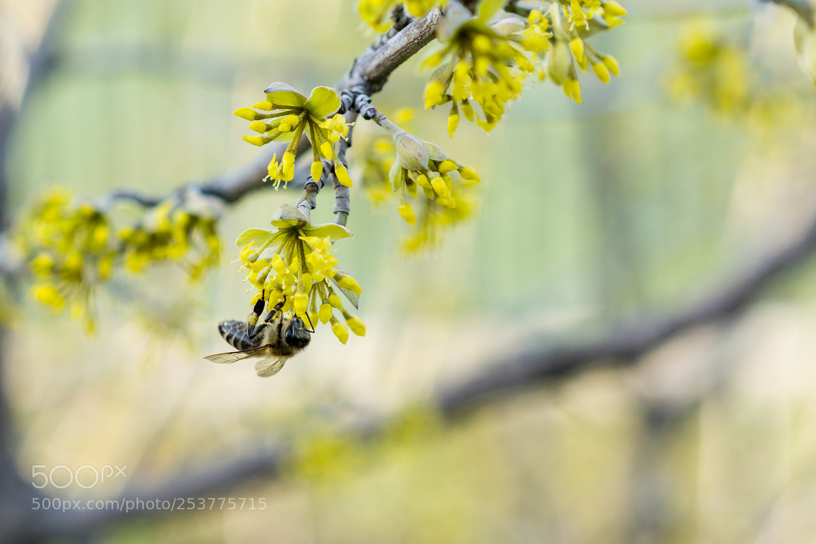 Sony a7R II sample photo. Bee pollinating yellow wild photography