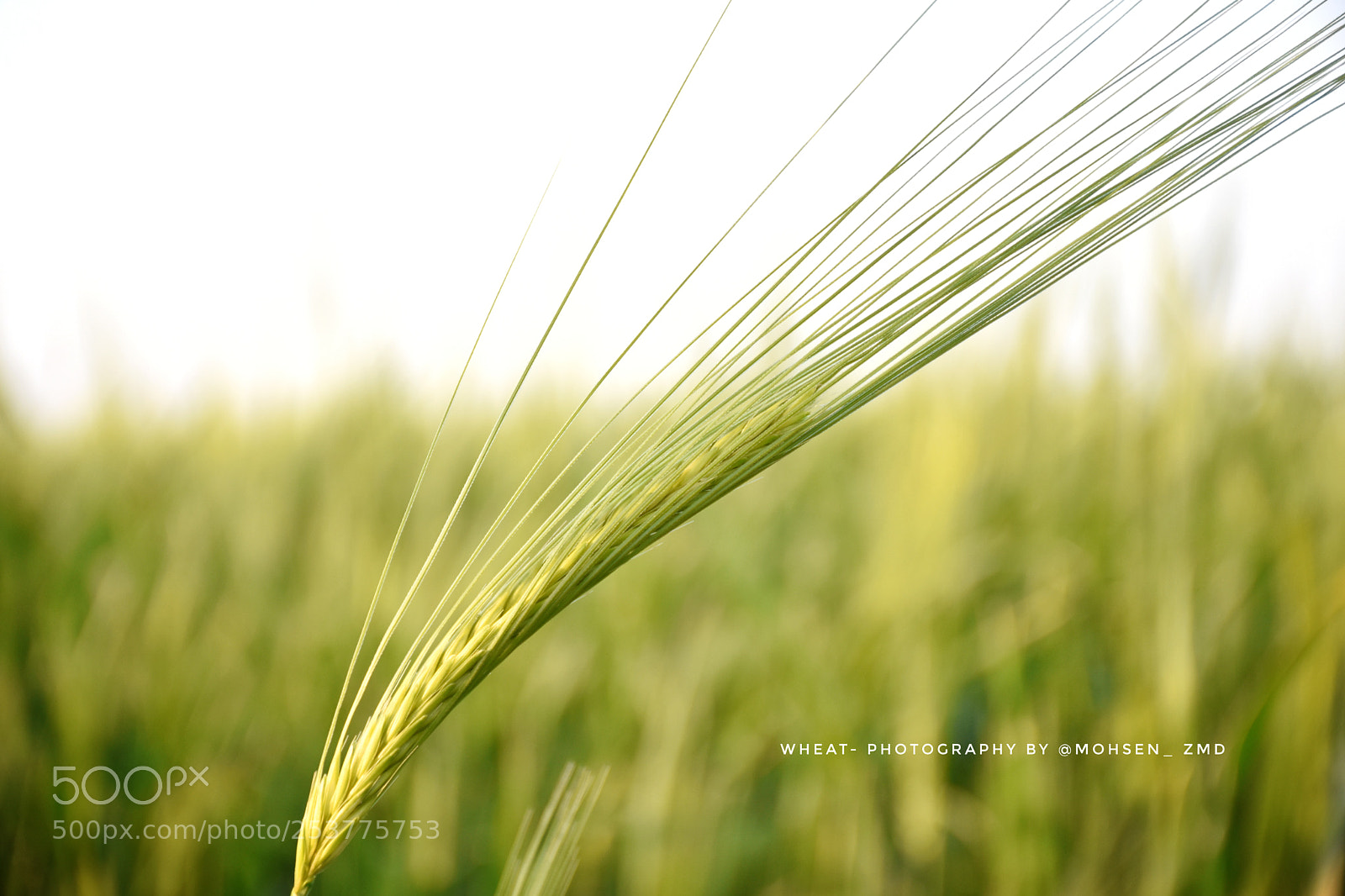 Nikon D7200 sample photo. Wheat field photography