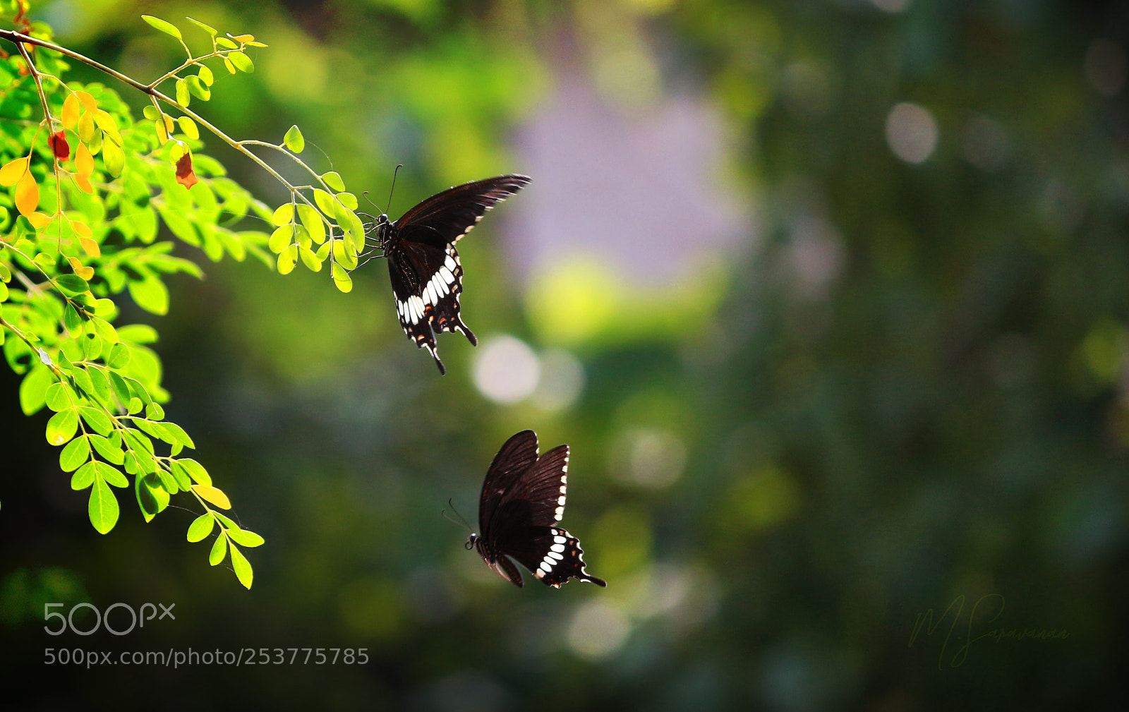 Canon EOS 700D (EOS Rebel T5i / EOS Kiss X7i) sample photo. Love-fly photography