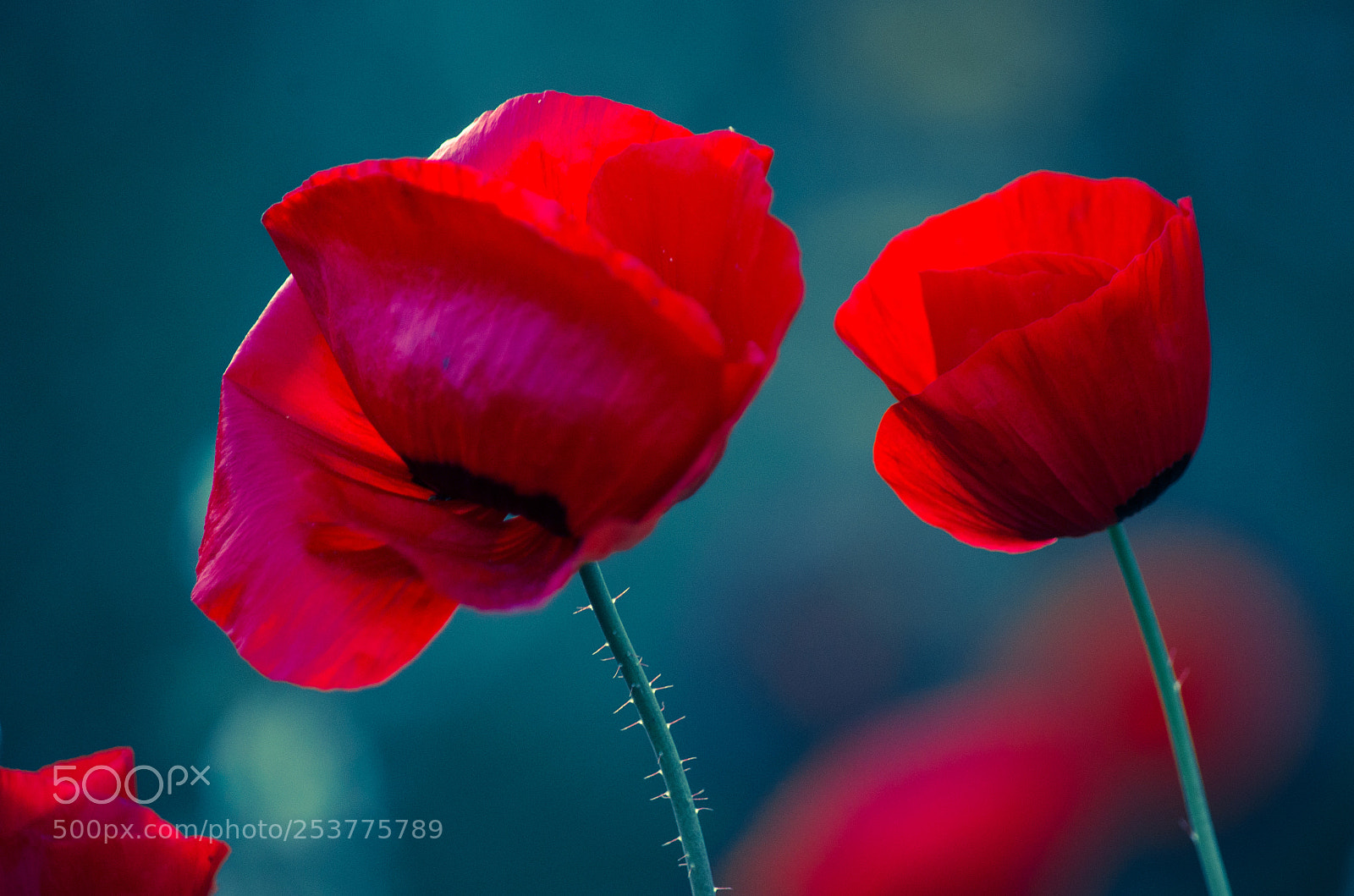 Nikon D7000 sample photo. Flower level photography
