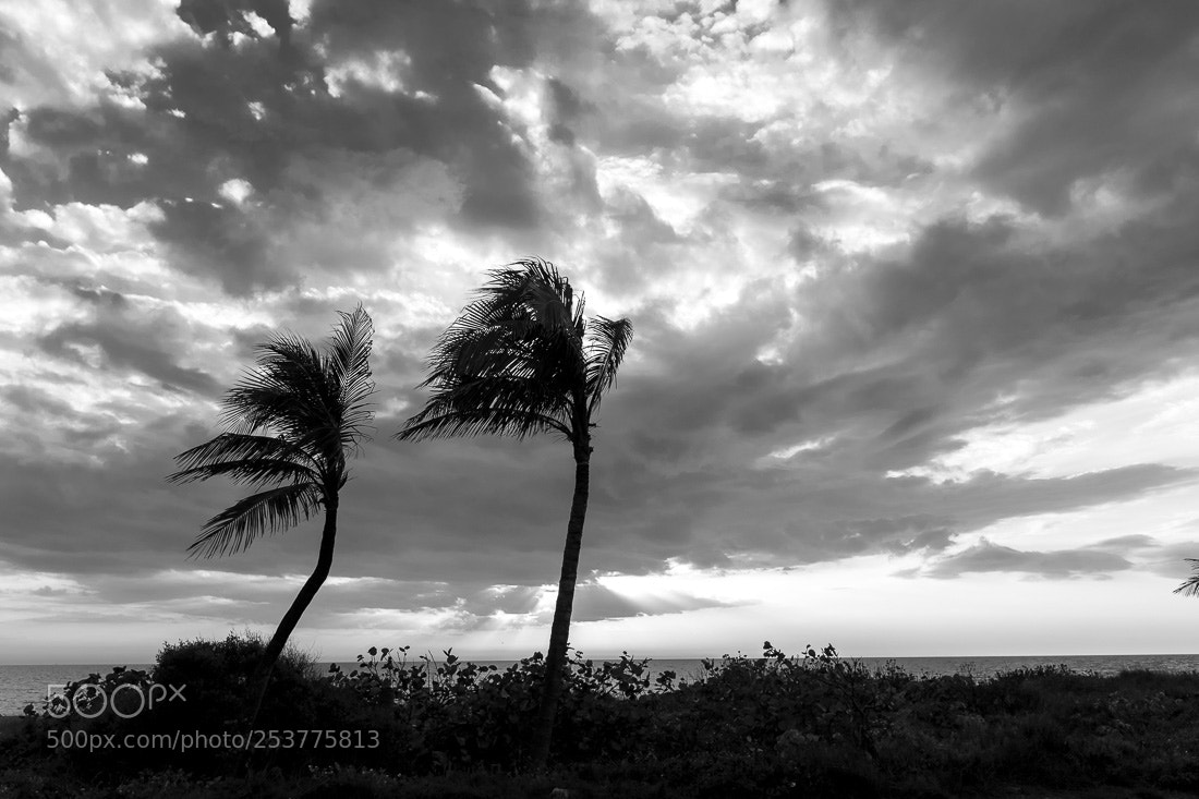 Fujifilm X100F sample photo. Wind #1, captiva island fl, 2018 photography