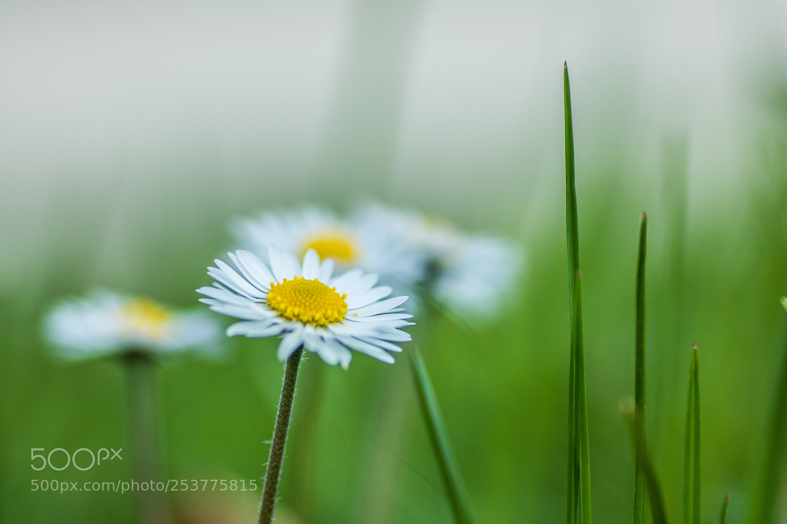 Canon EOS 750D (EOS Rebel T6i / EOS Kiss X8i) sample photo. Daisy photography