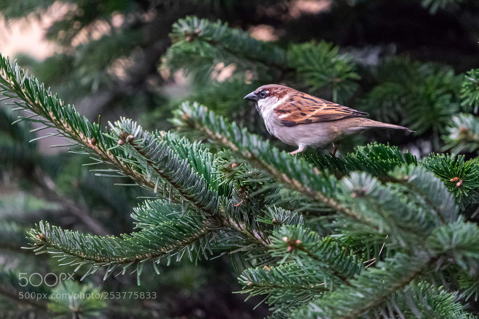 Nikon D5300 sample photo. Birdie photography