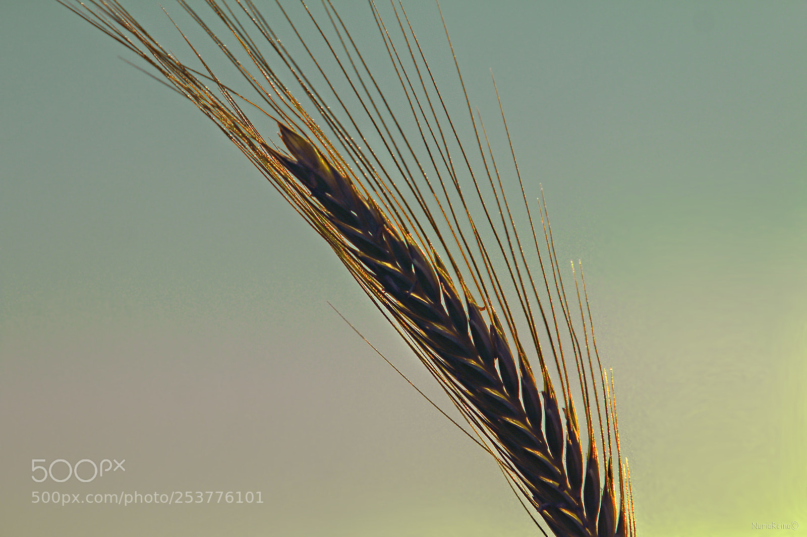 Canon EOS 70D sample photo. Ear wheat photography