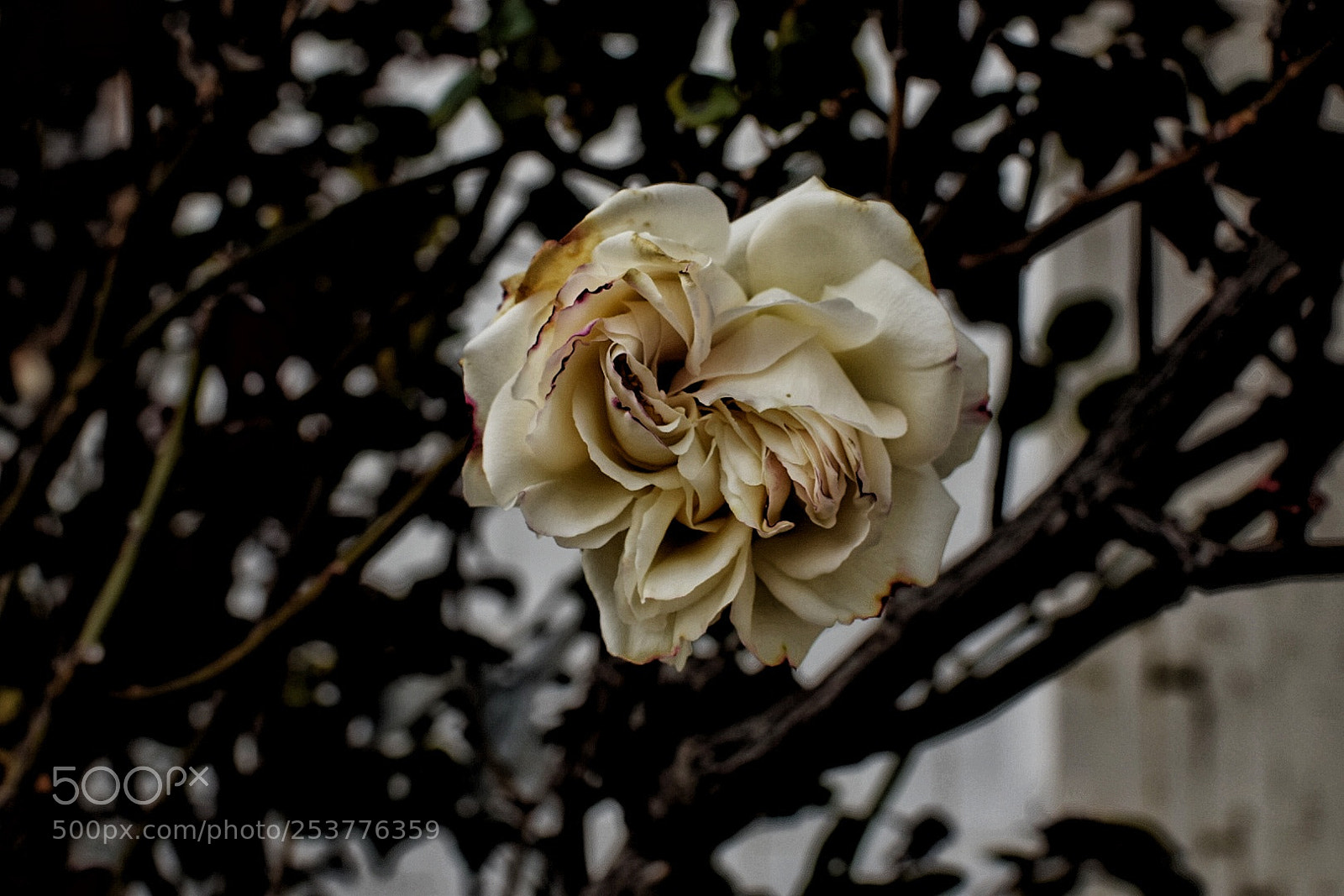Nikon D5300 sample photo. The abstract rose photography
