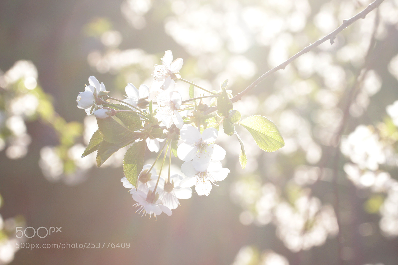 Canon EOS 600D (Rebel EOS T3i / EOS Kiss X5) sample photo. Spring photography