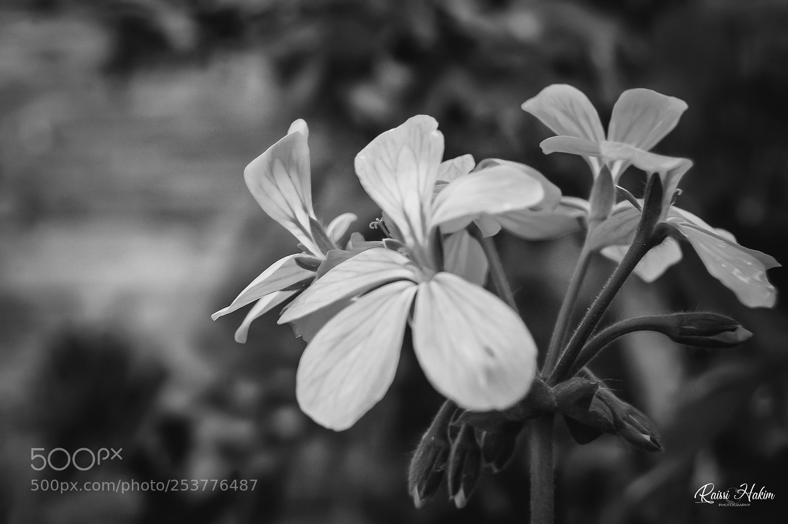 Nikon D40 sample photo. Fleur photography