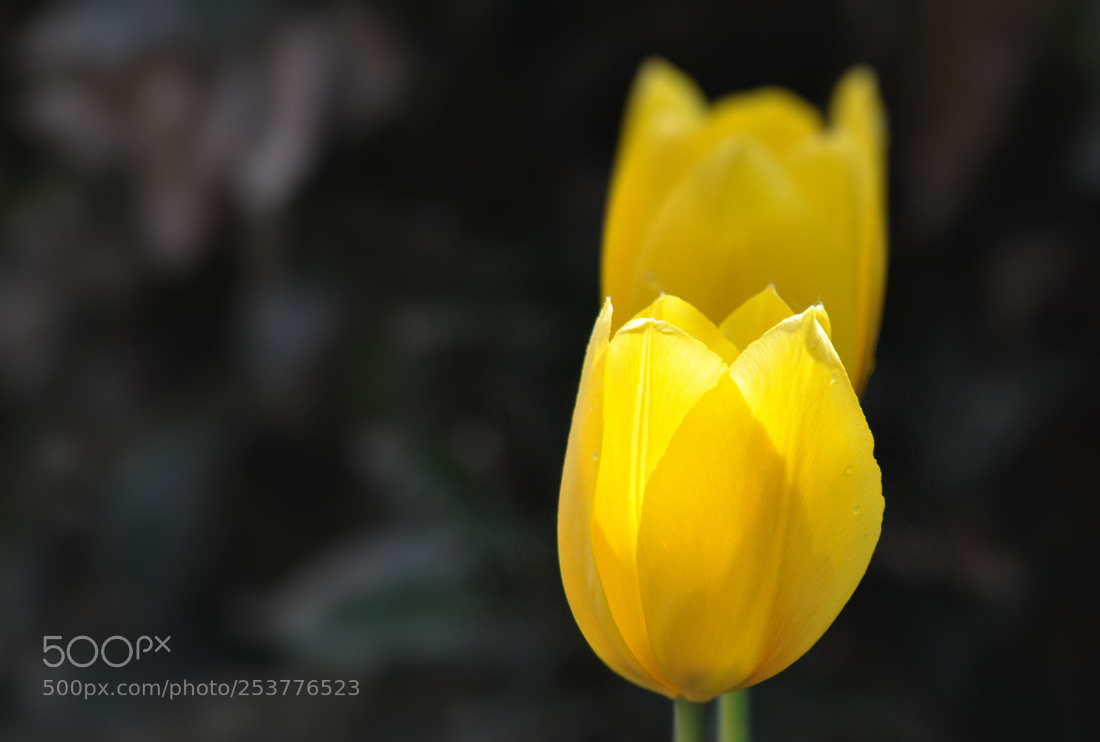 Nikon D90 sample photo. Tulip photography