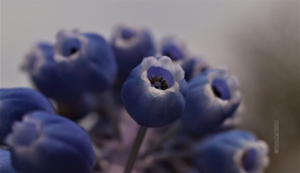 Olympus E-620 (EVOLT E-620) sample photo. Flowers photography