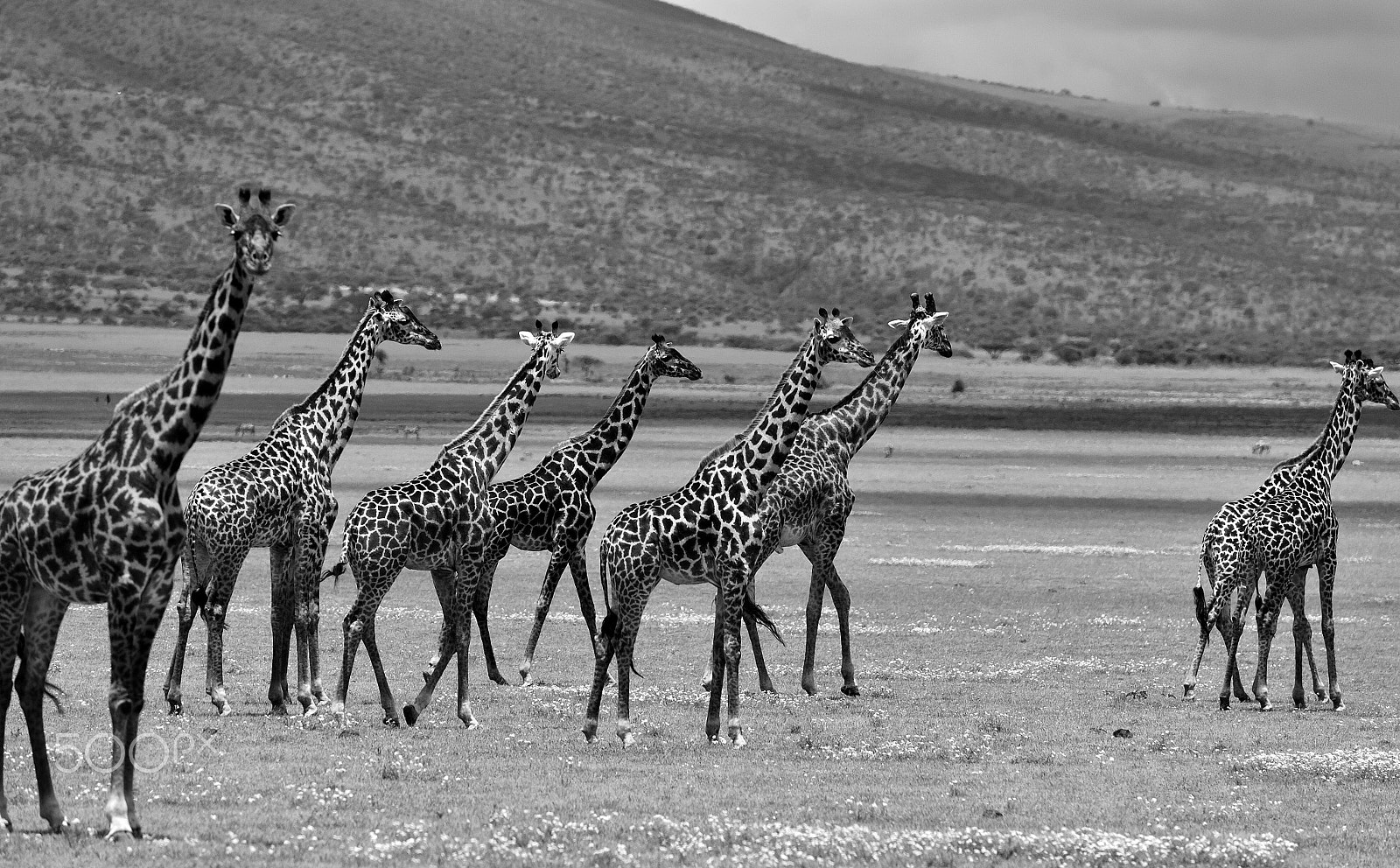 Nikon D4 sample photo. Giraffe - tanzania photography