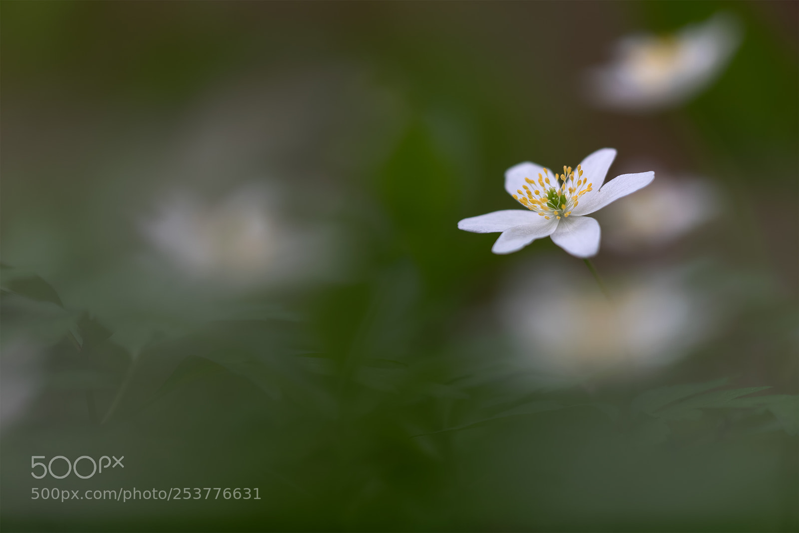 Canon EOS 5D Mark IV sample photo. Untitled photography