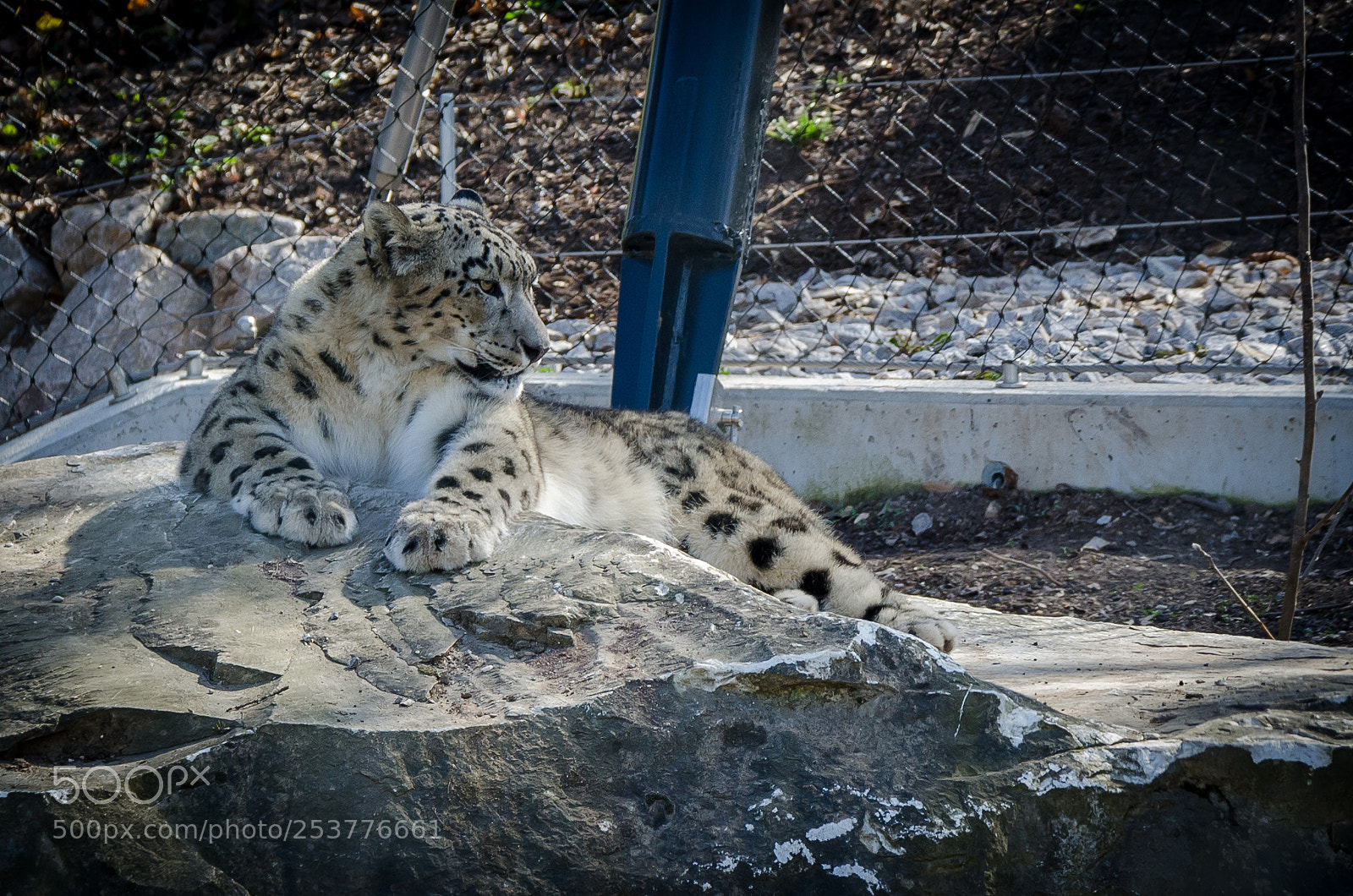 Nikon D7000 sample photo. Snow leopard photography