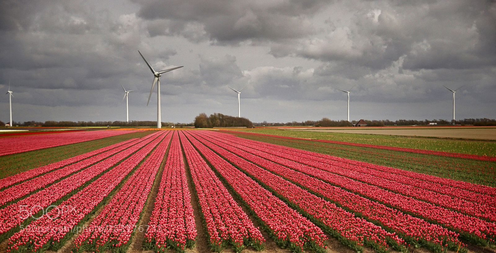 Sony ILCA-77M2 sample photo. Tulpenland photography