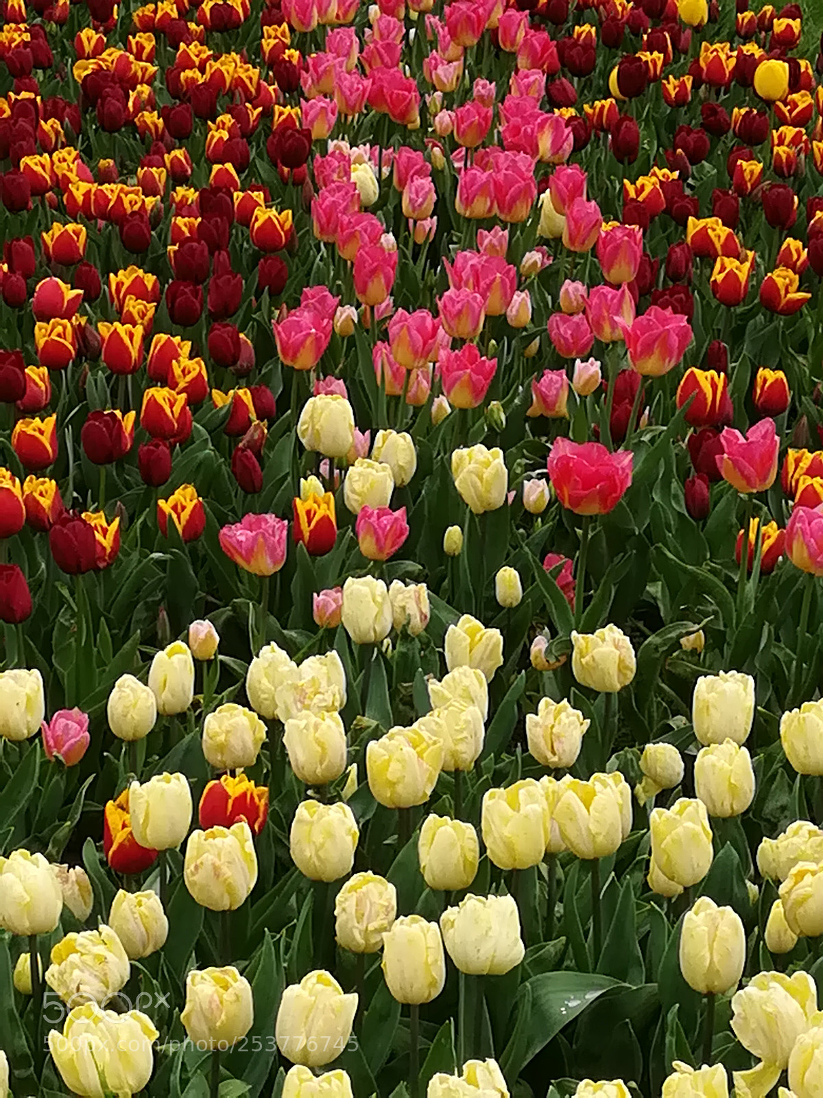 HUAWEI PRA-LX1 sample photo. Tapis fleuri photography