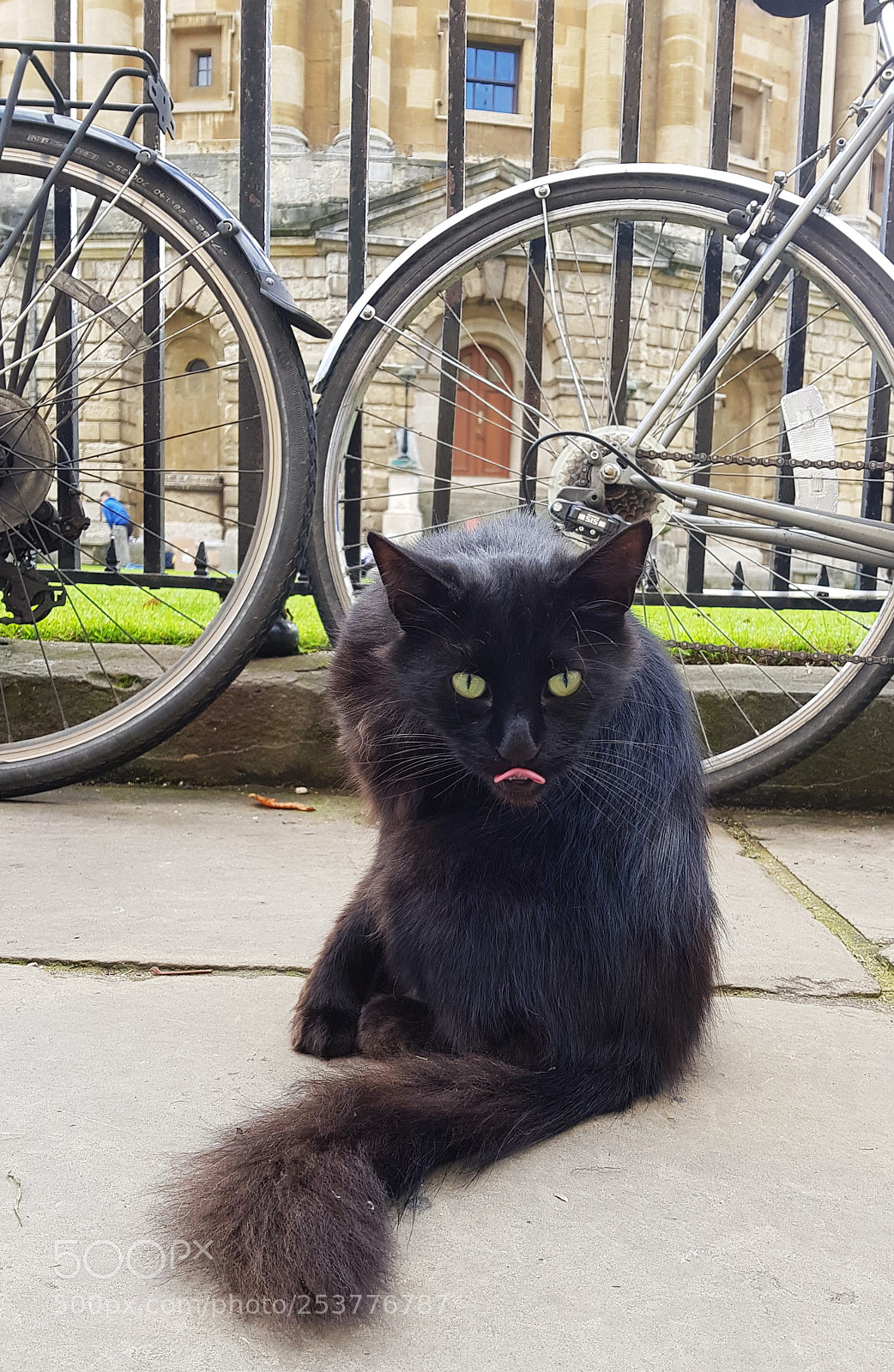 Samsung Galaxy S8 sample photo. Oxford's cat photography