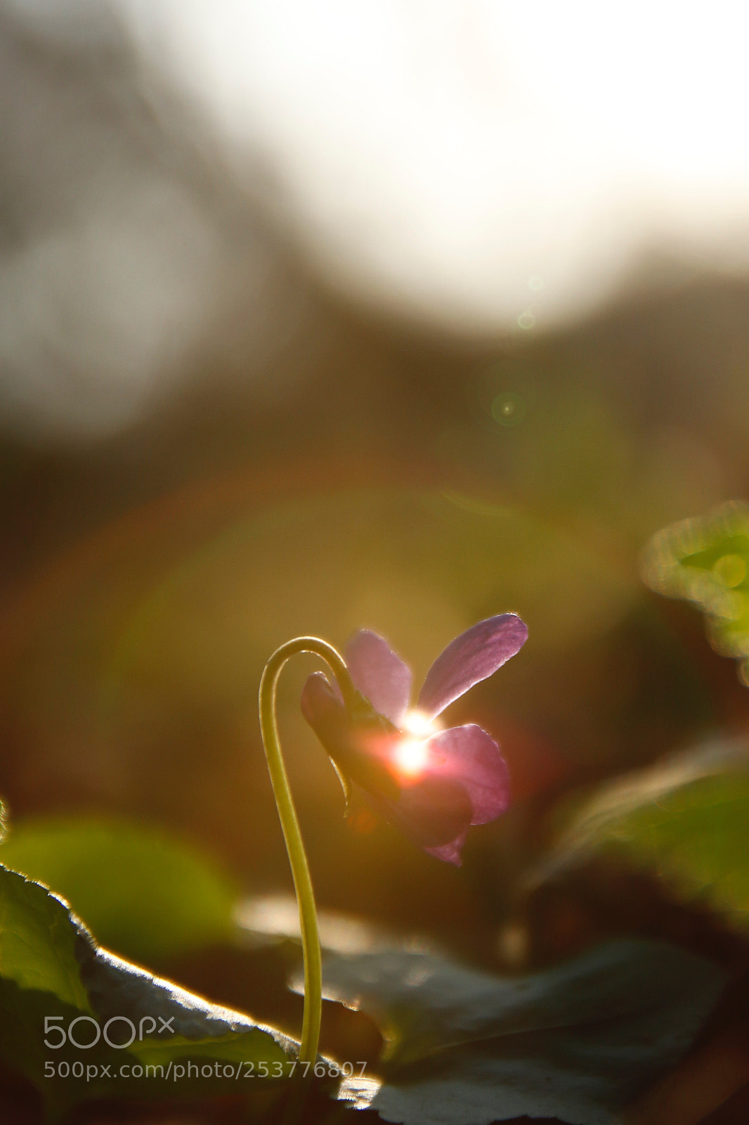 Canon EOS 800D (EOS Rebel T7i / EOS Kiss X9i) sample photo. Under bell photography